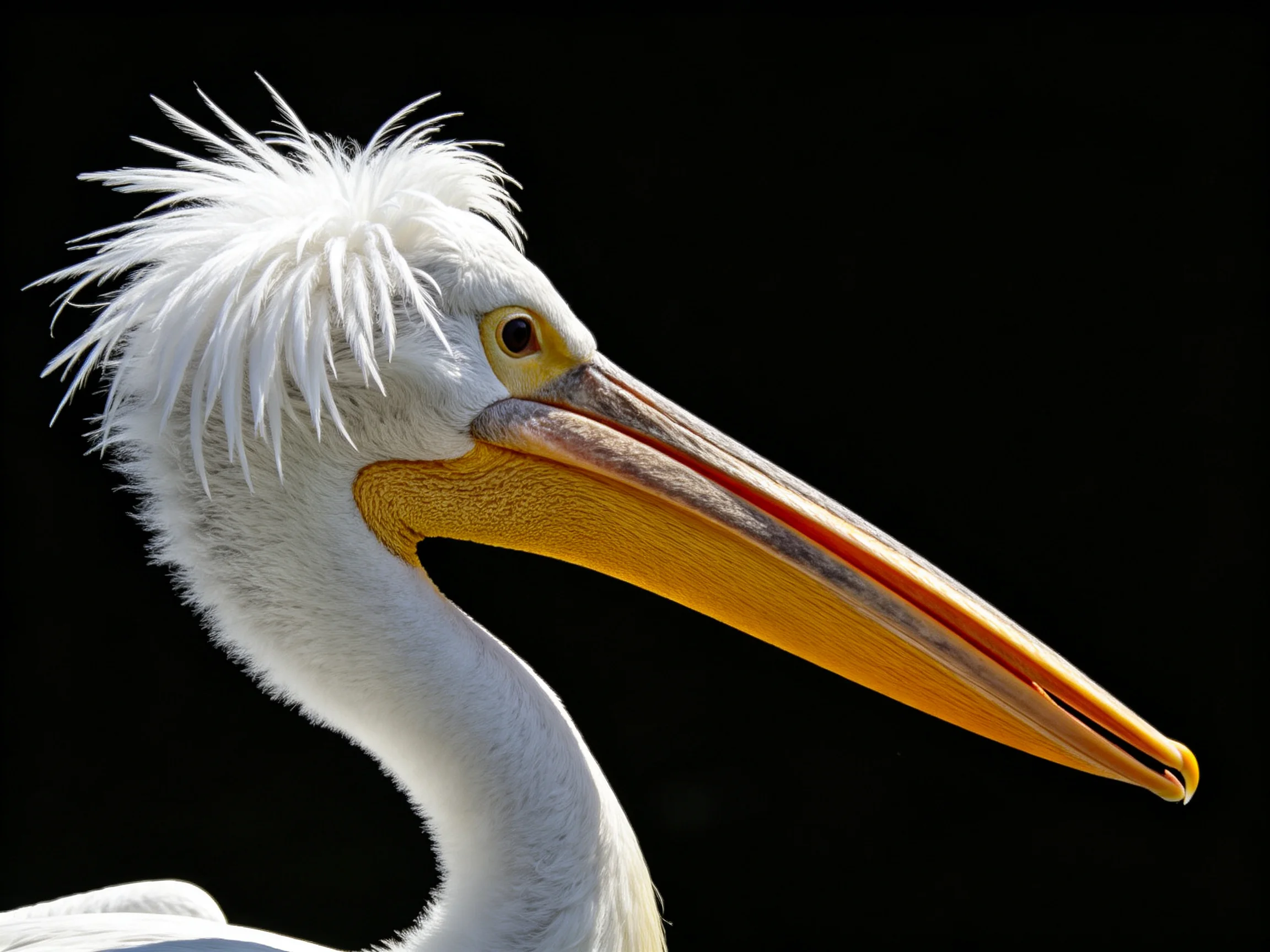 A white pelican with a long yellow - orange beak and spiky head feathers