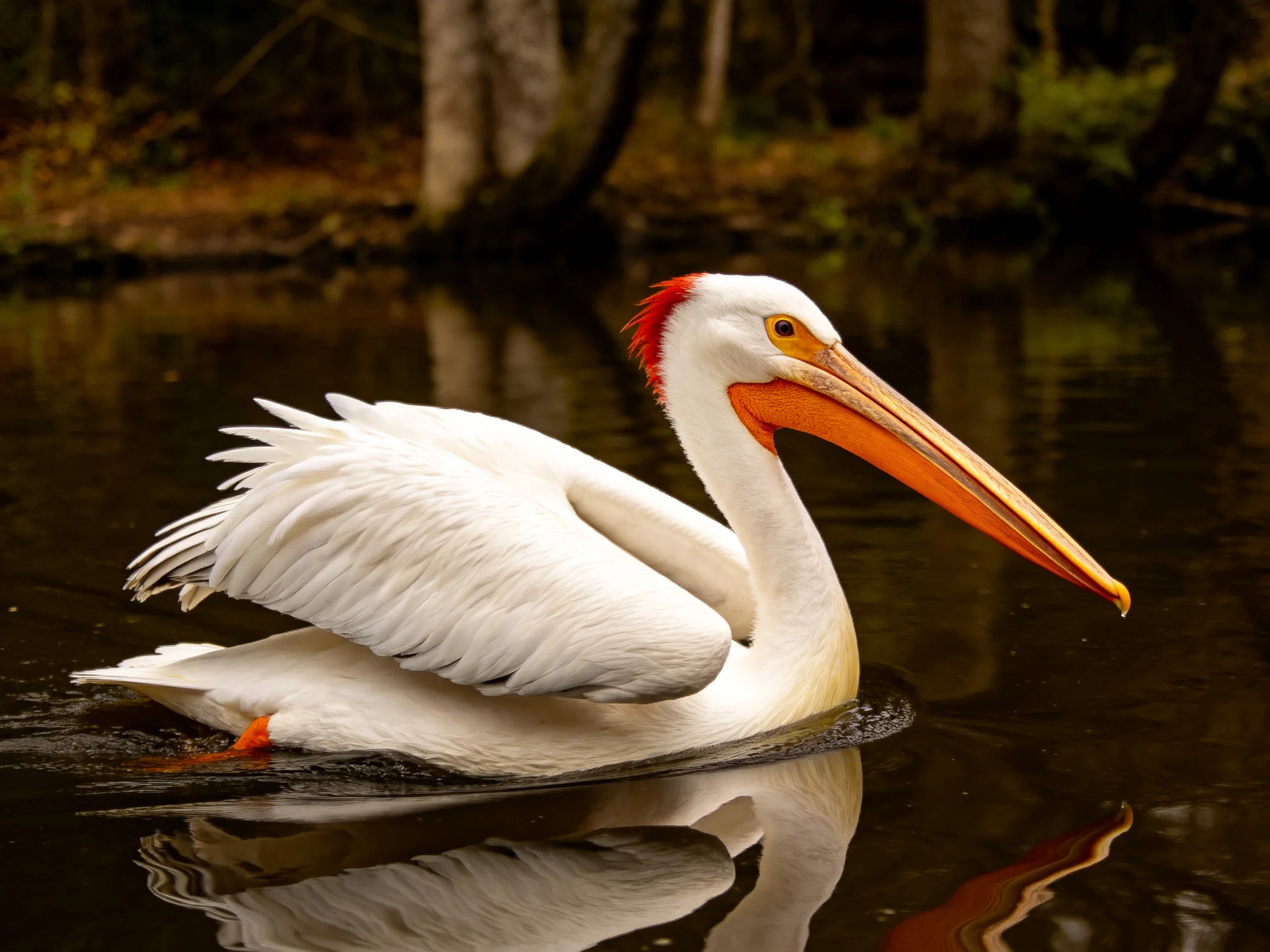 A white pelican with an orange beak swims near forested waters