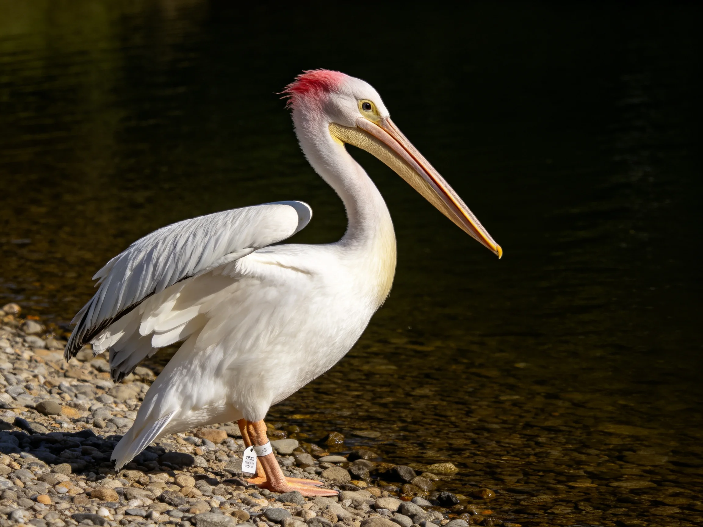 A white pelican with pink crest stands by a rocky shore