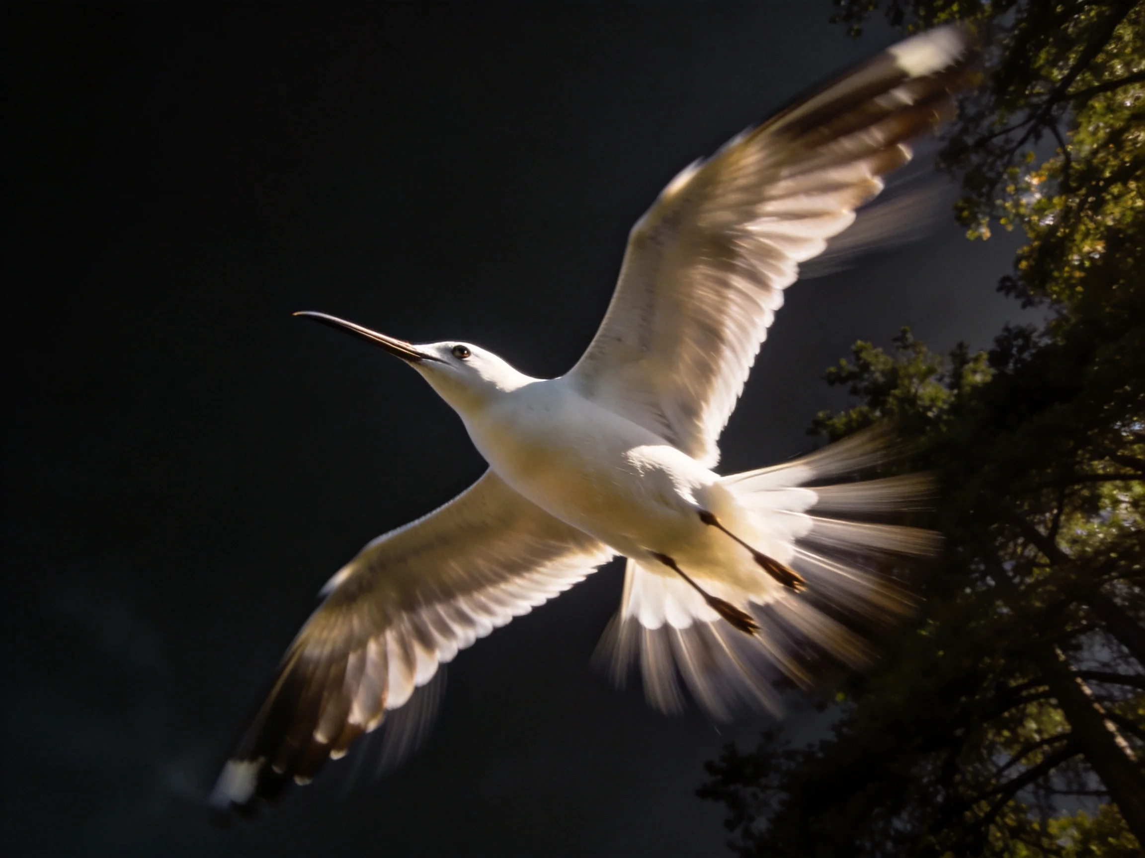 A white seabird soaring near dark foliage
