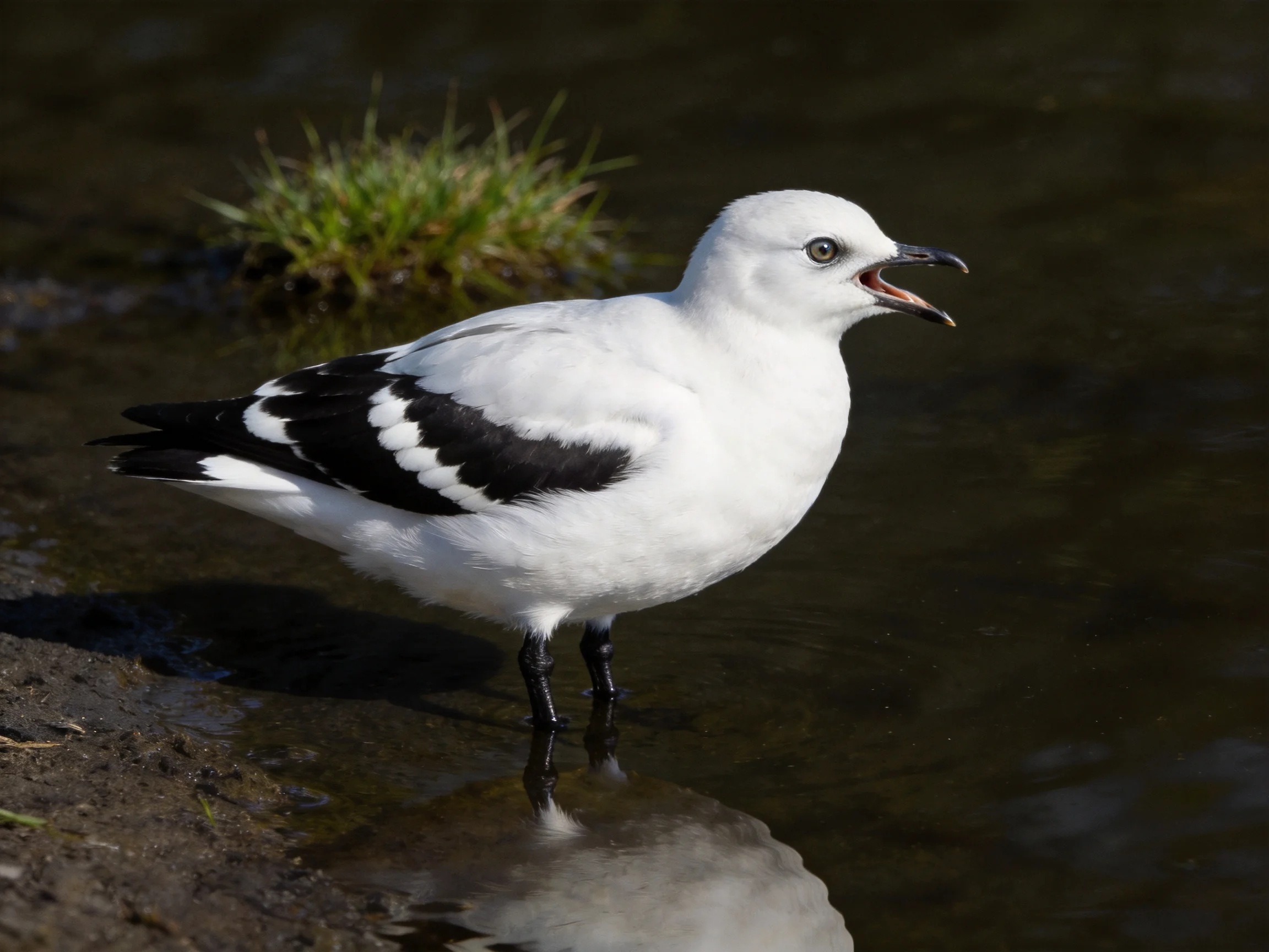 A white seabird with black wing patches stands by shallow water