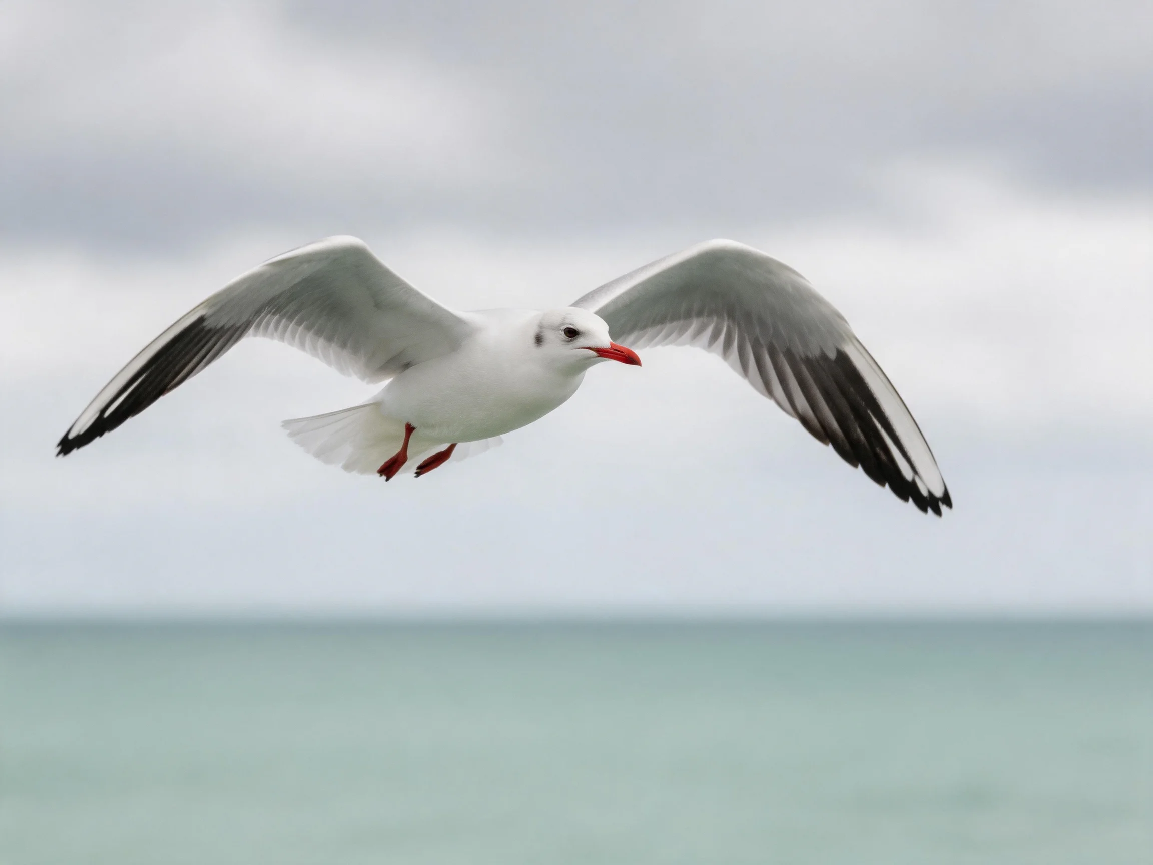 A white seagull flies over calm turquoise water
