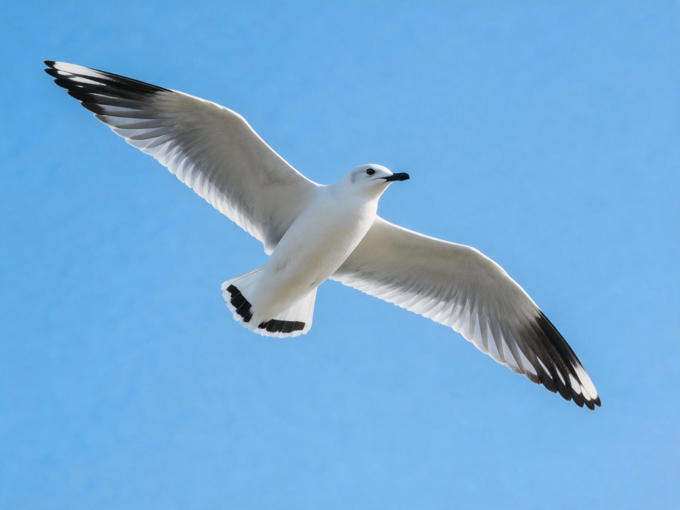 A white seagull flies with black-tipped wings under clear blue sky