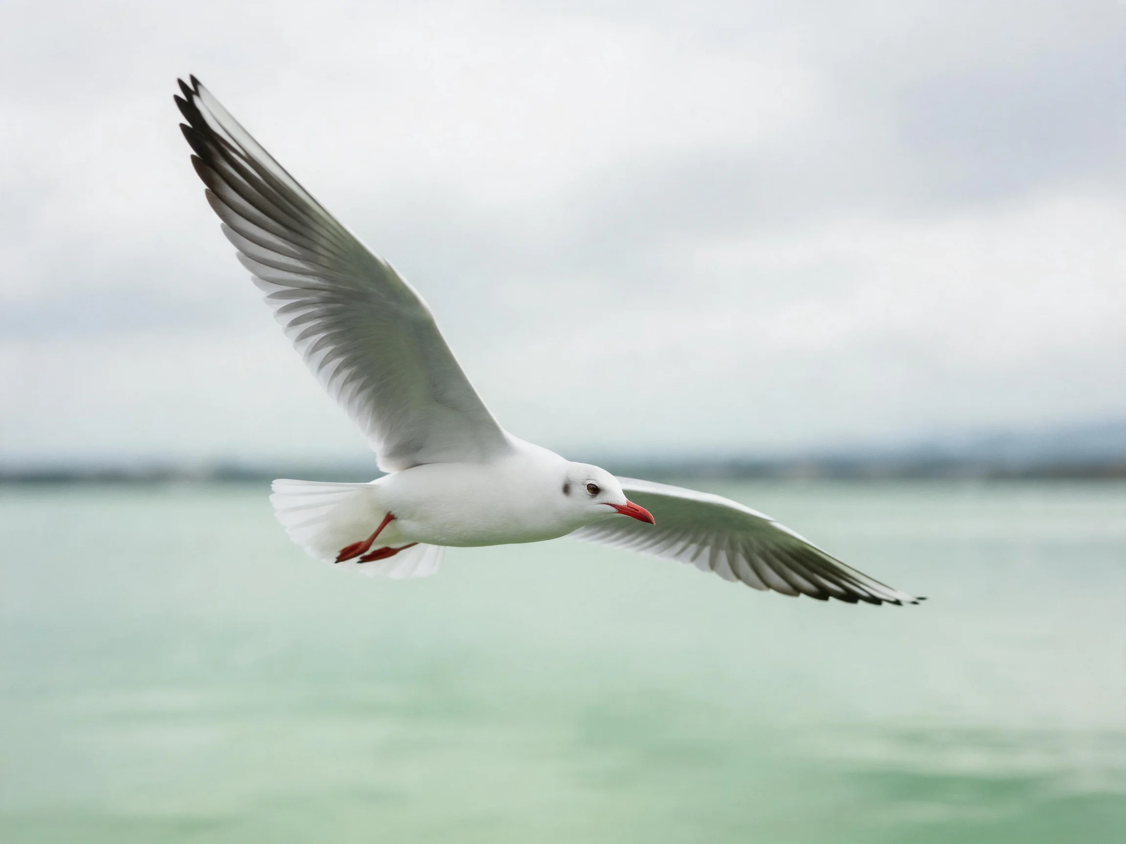 A white seagull glides over calm turquoise water
