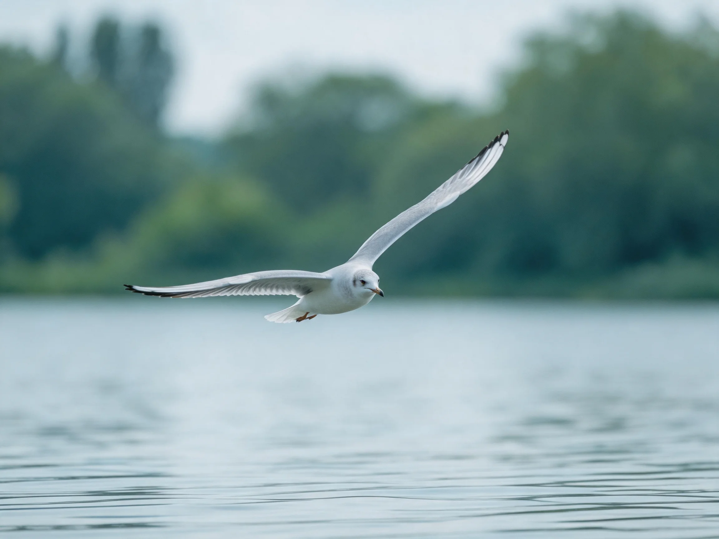 A white seagull soaring over calm water near green trees