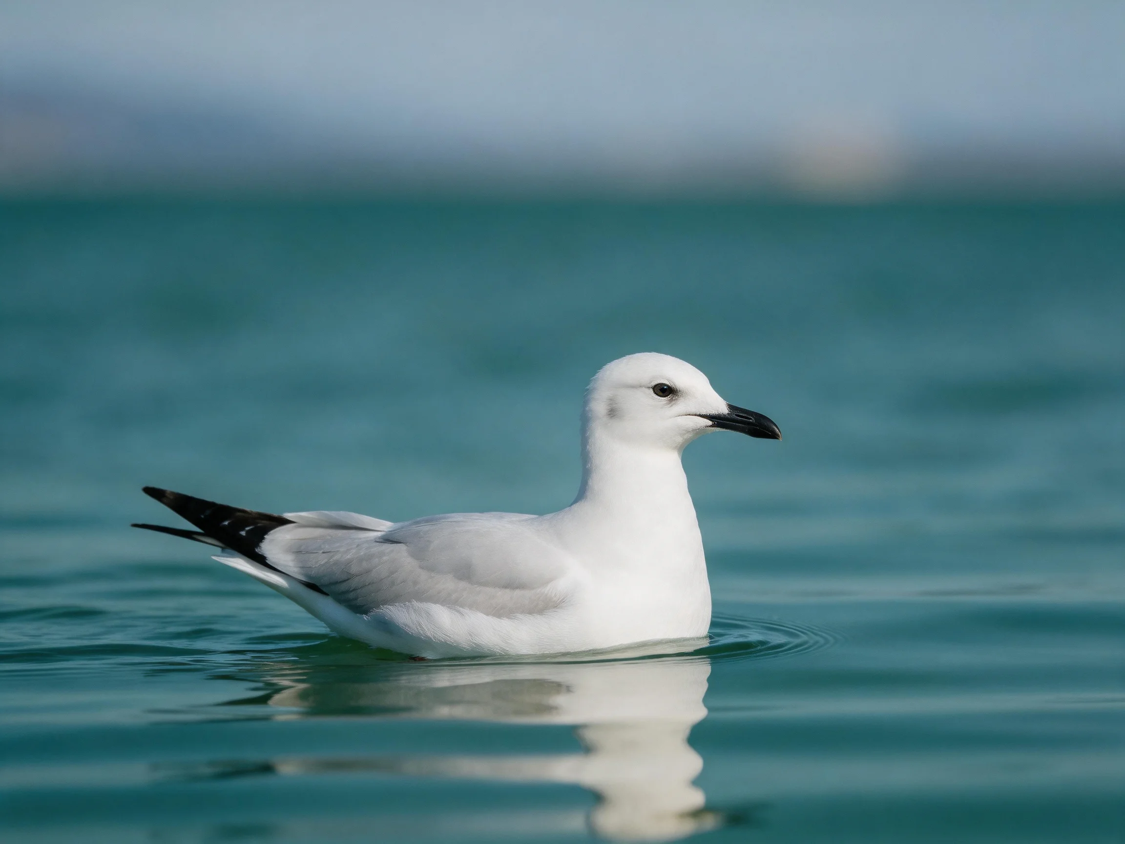 A white seagull swims in serene turquoise waters