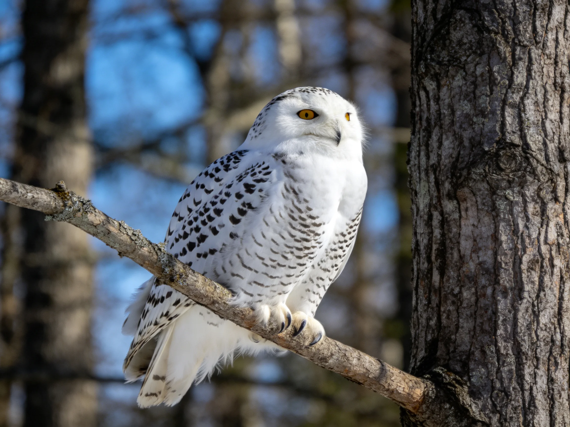 A white-spotted snowy owl perched on a tree branch