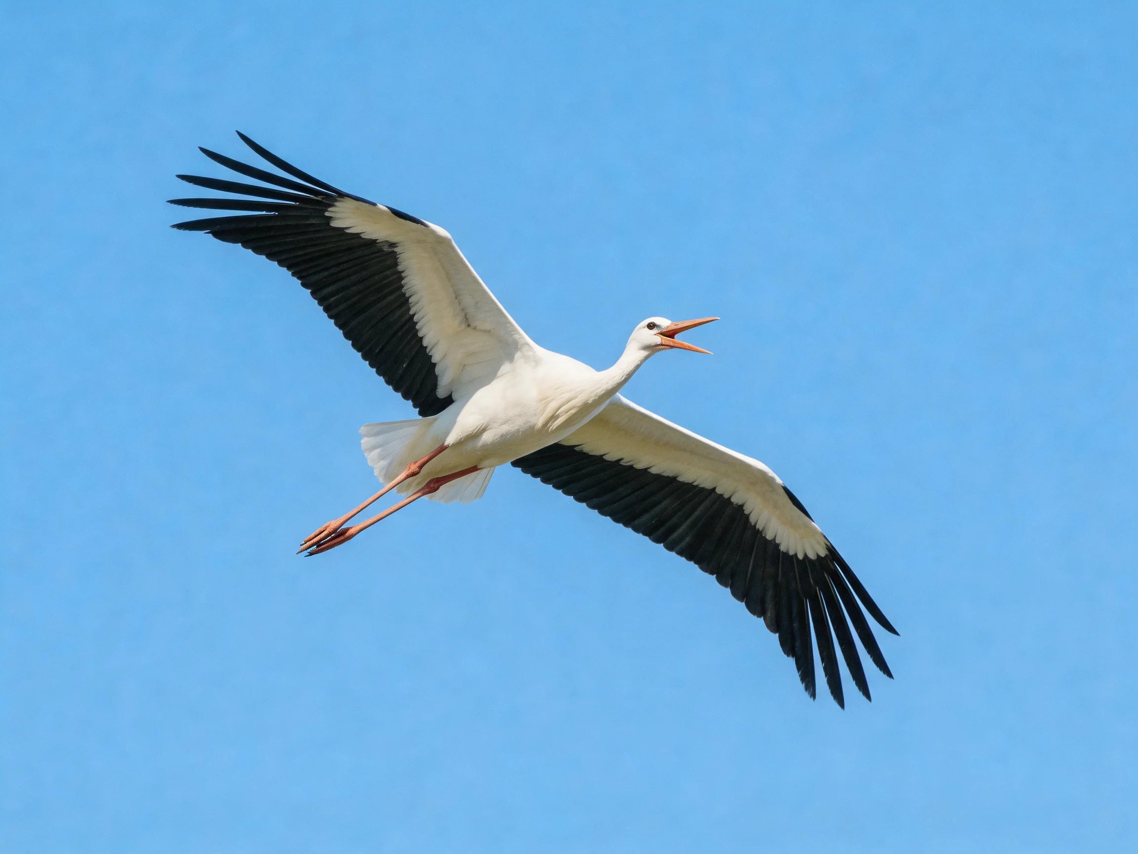 A white stork flies with black wings against bright blue sky