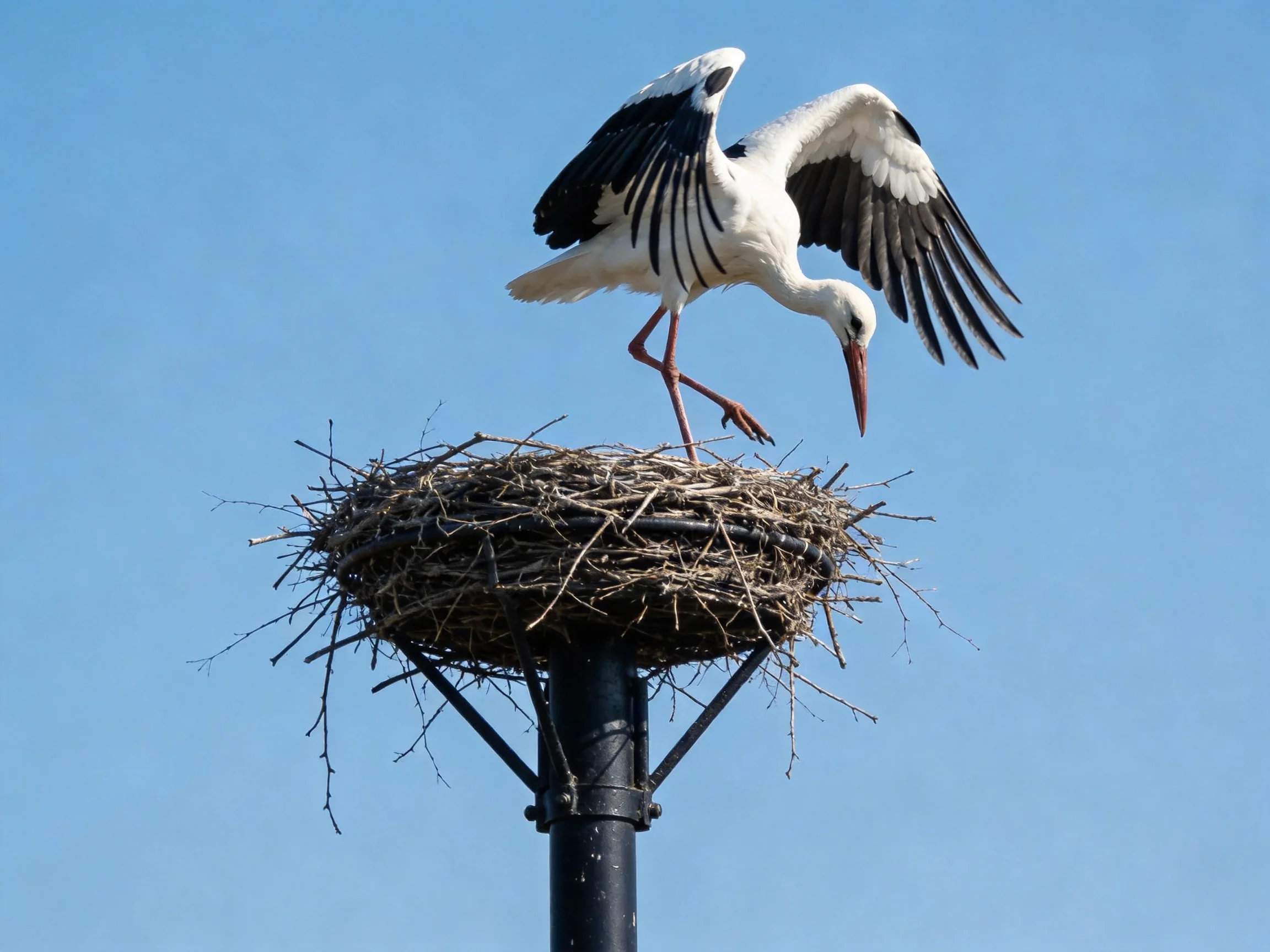 A white stork with black wings landing on a twig nest atop a pole