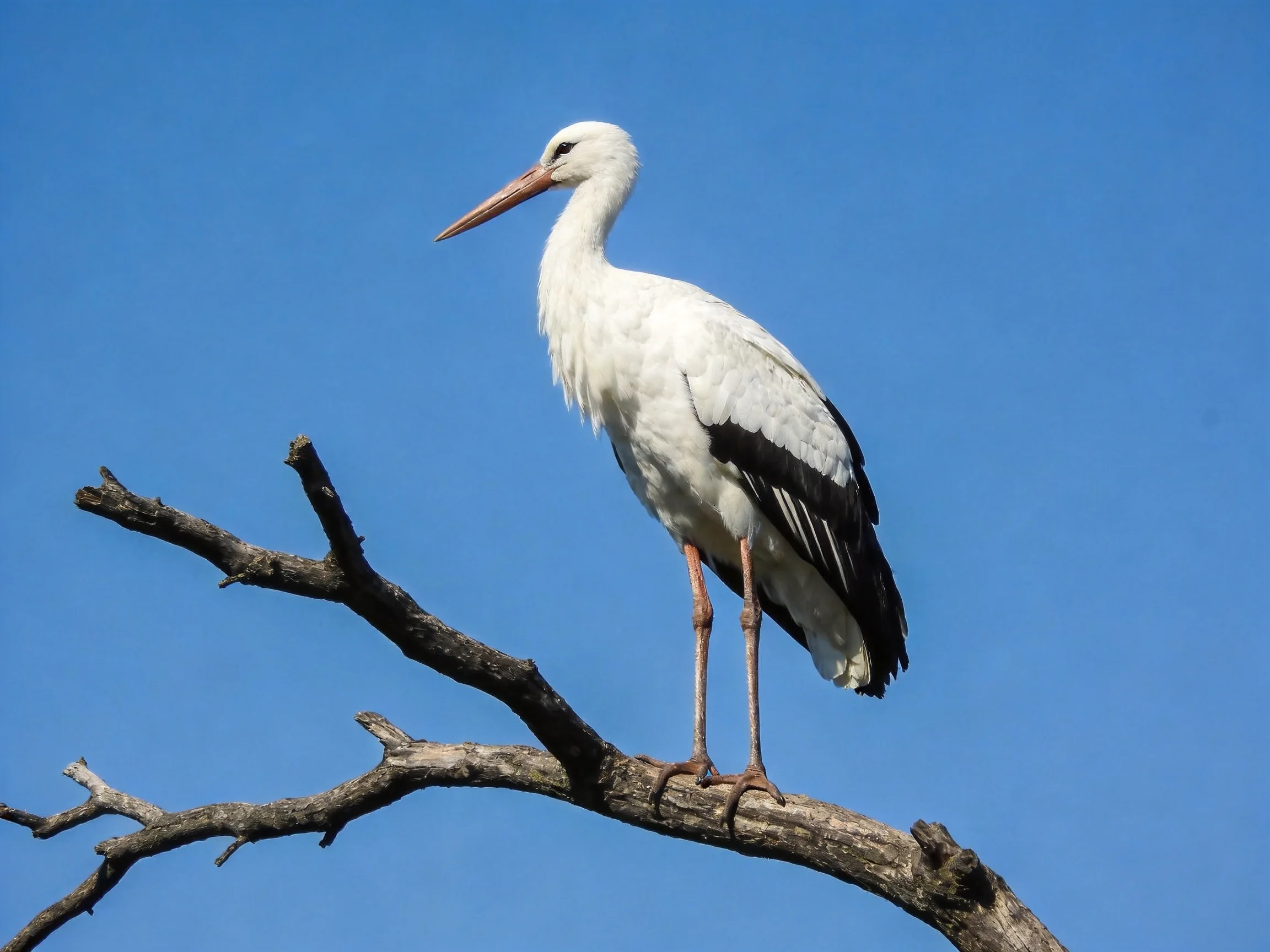 A white stork with black wings perches on a bare tree branch