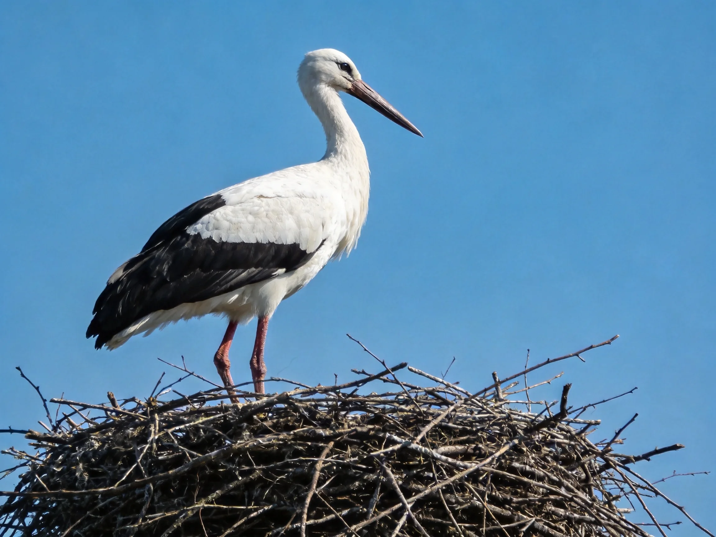 A white stork with black wings perches on a twig nest under a clear blue sky