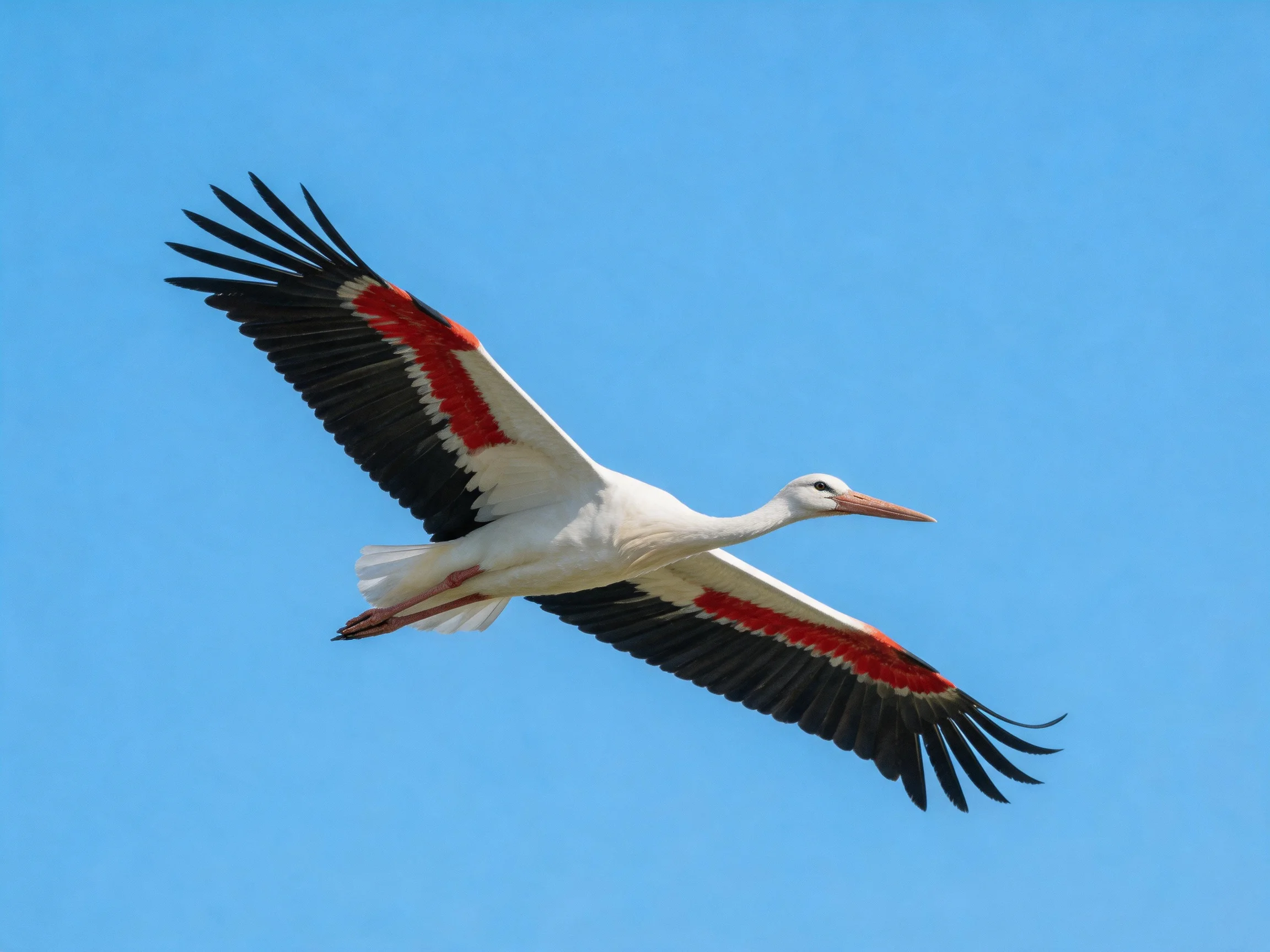 A white stork with red and black wings glides through clear blue sky.