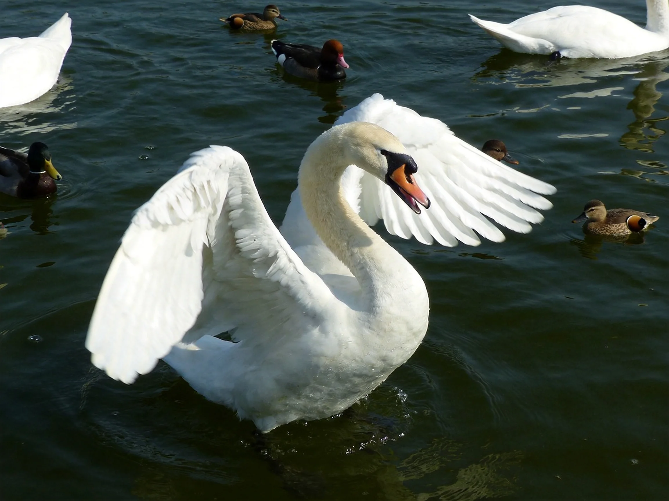 A white swan flapping wings among multiple ducks in dark water