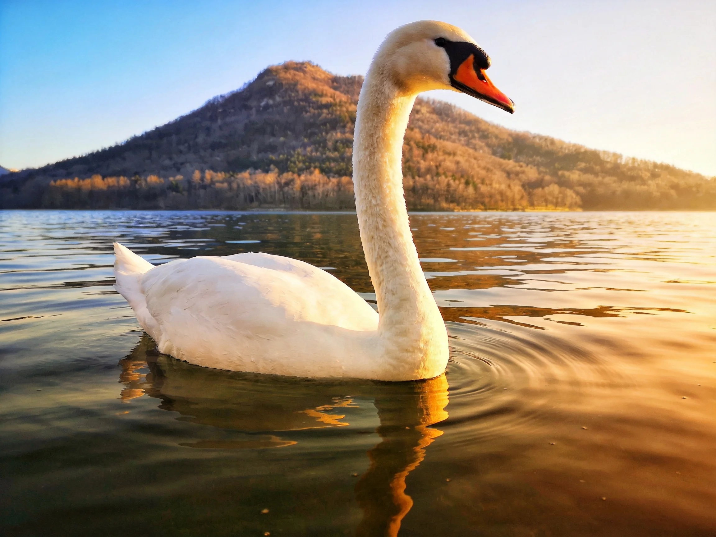 A white swan floats on serene lake waters beside autumn-colored mountains.