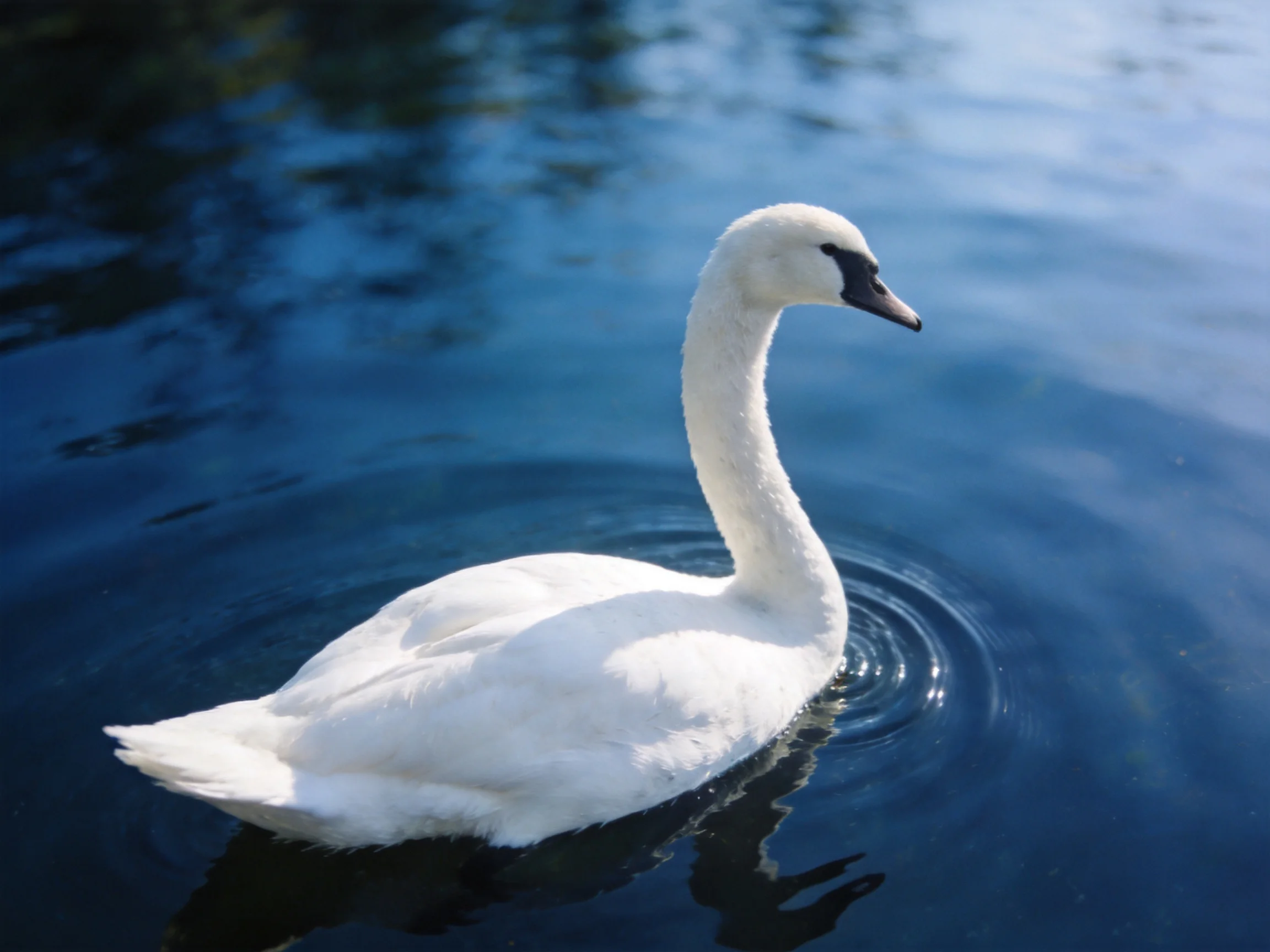A white swan glides across deep blue water