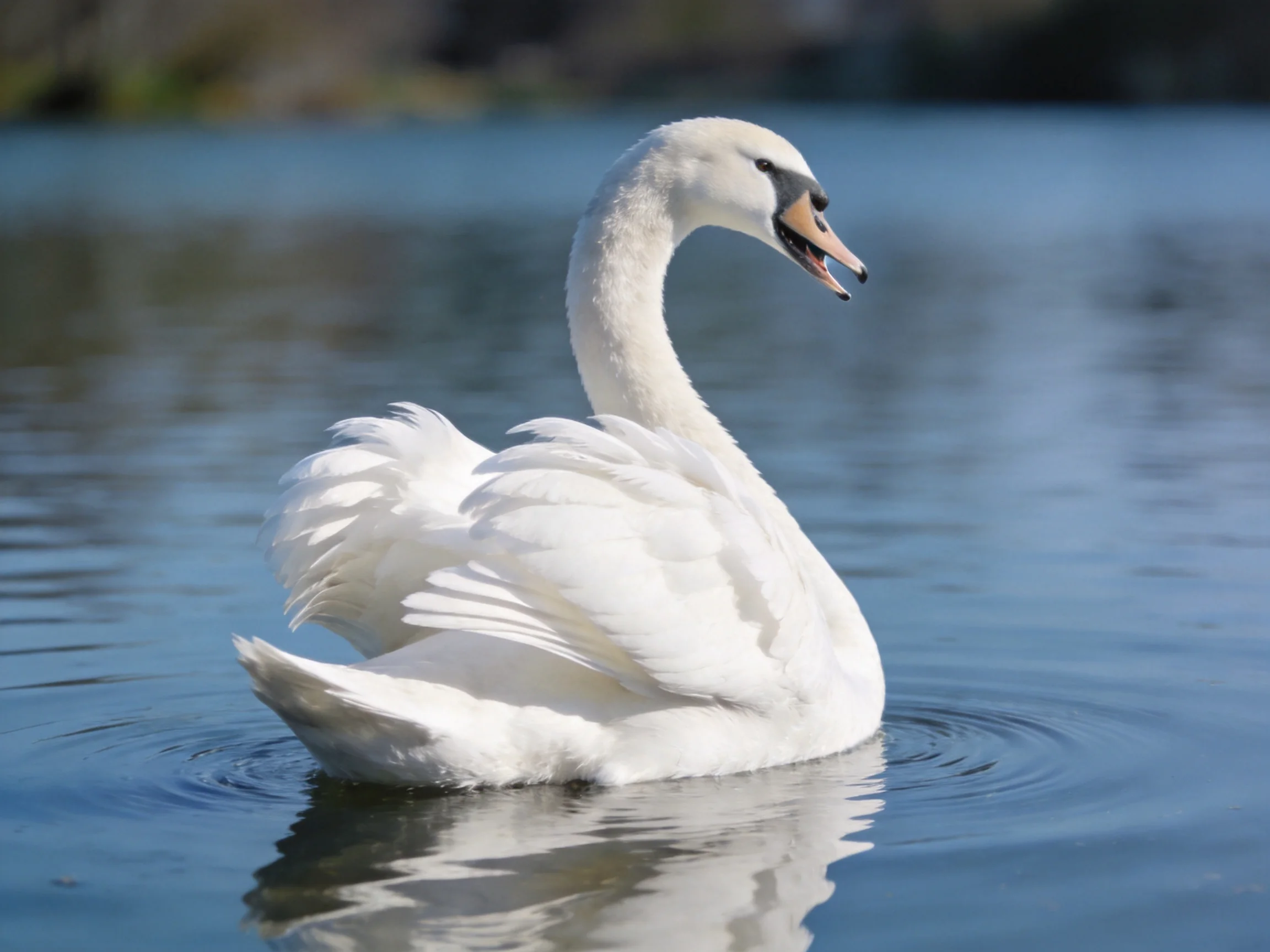 A white swan glides gracefully on calm blue water