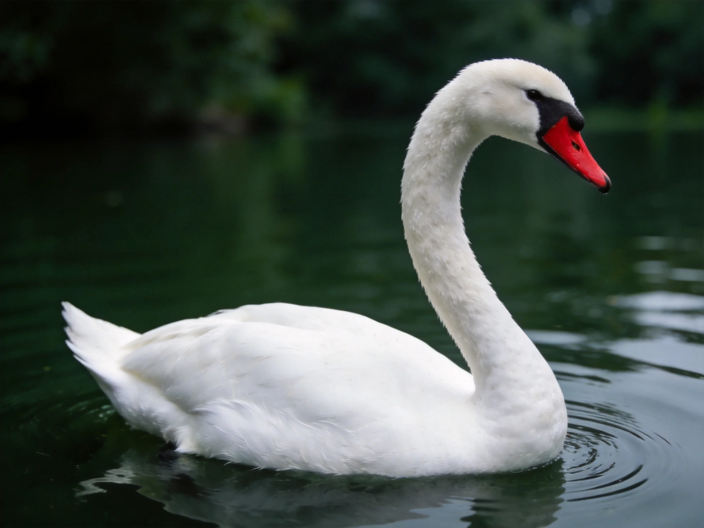 A white swan glides on calm dark green water with lush greenery behind