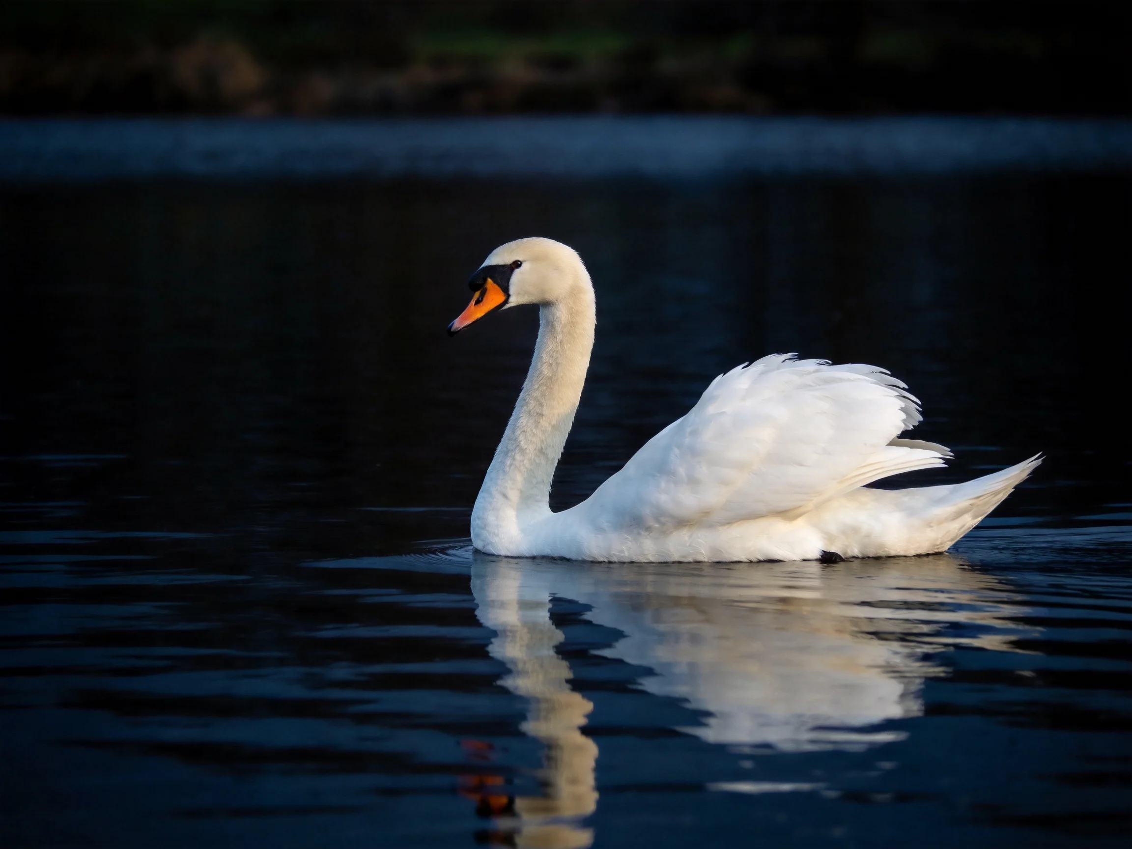 A white swan glides on dark water with an orange beak