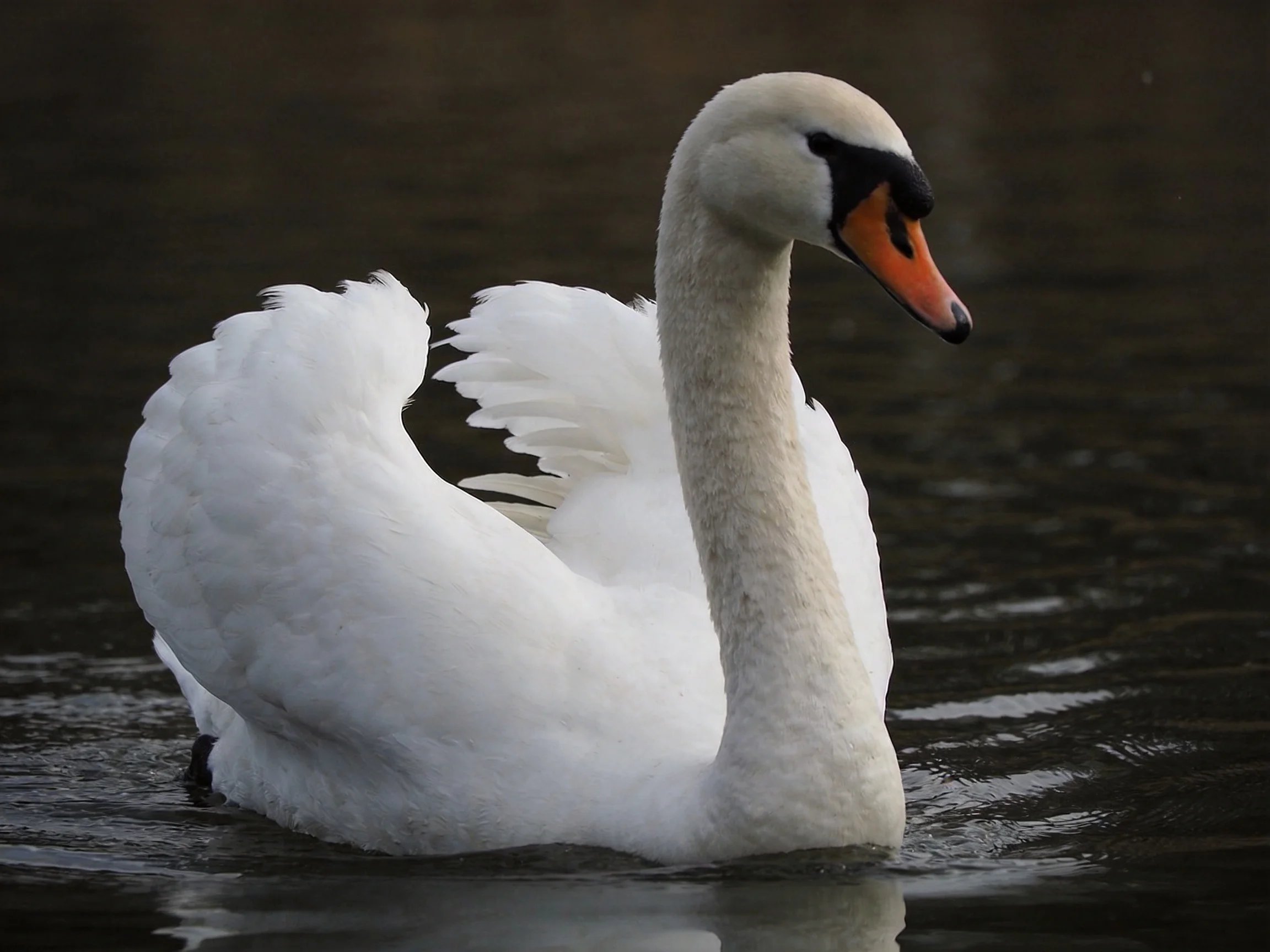 A white swan glides on dark water with an orange beak