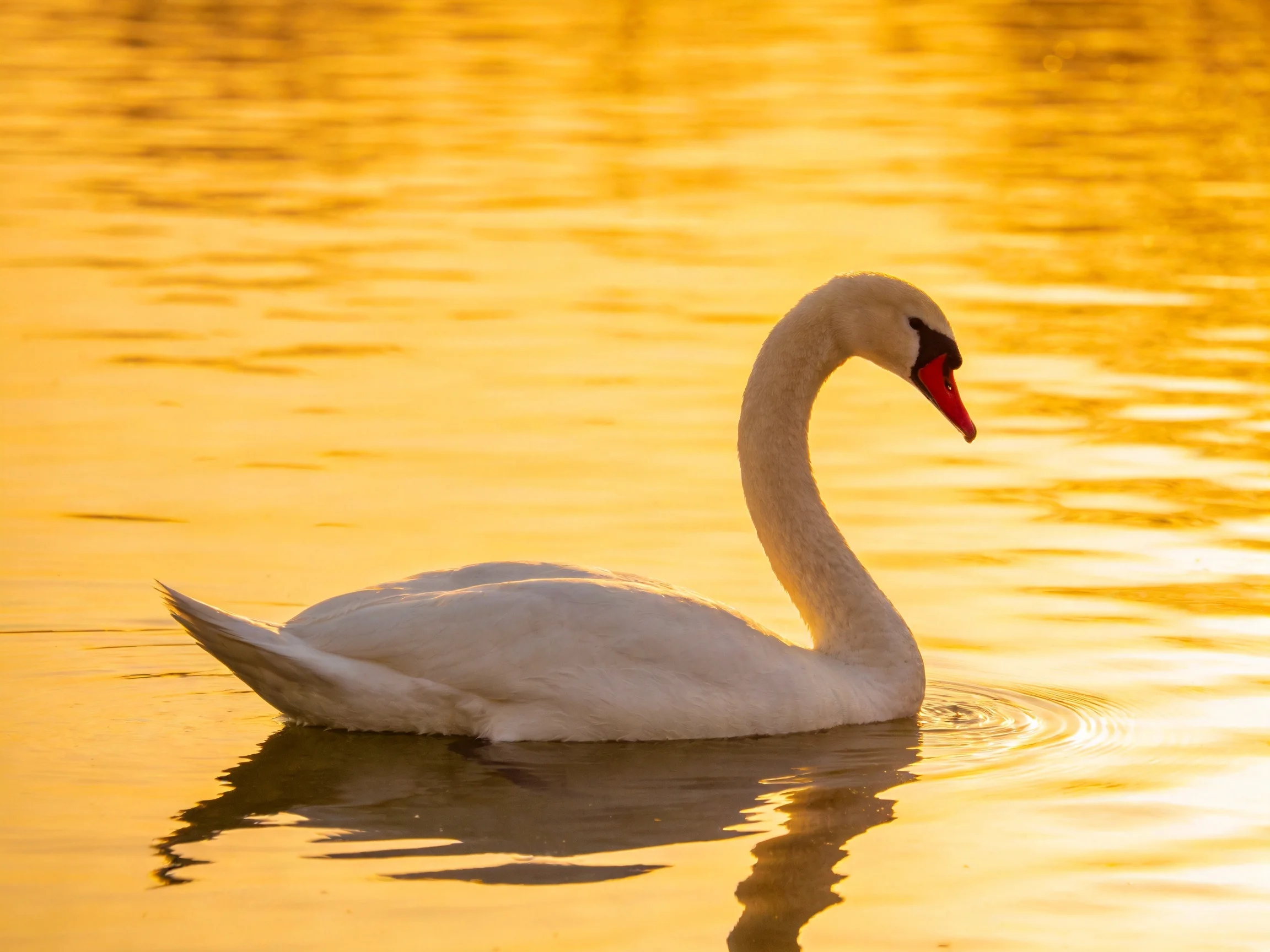 A white swan glides on golden-hued water at sunset