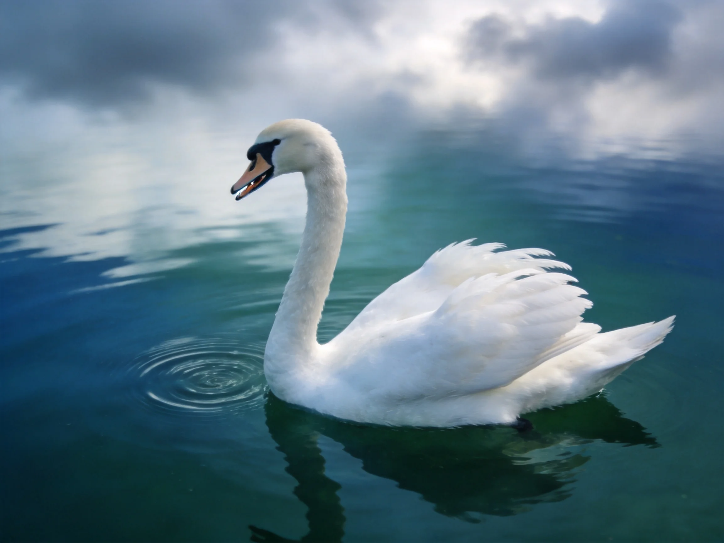 A white swan glides on turquoise water beneath moody clouds