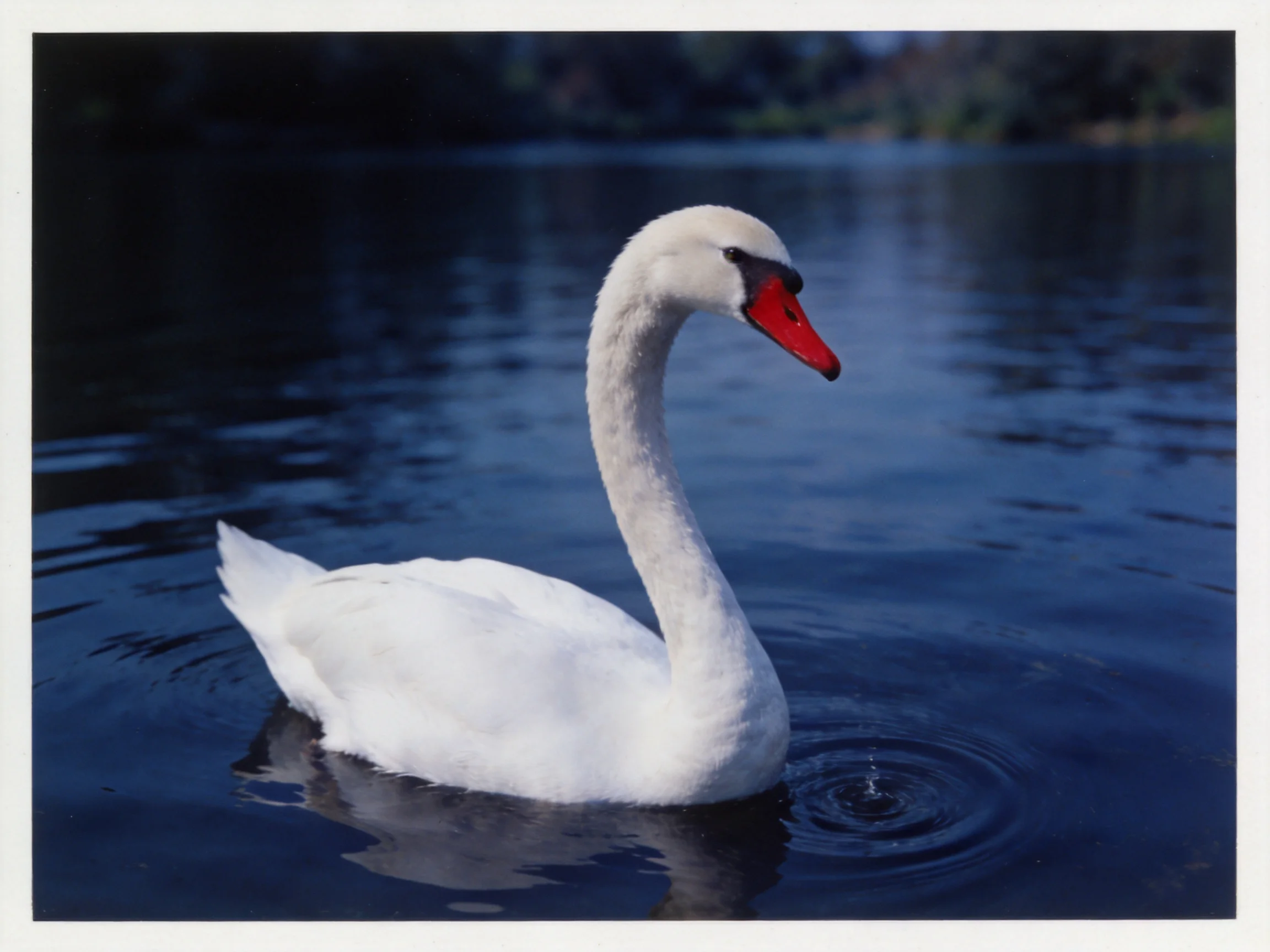 A white swan glides through calm blue water