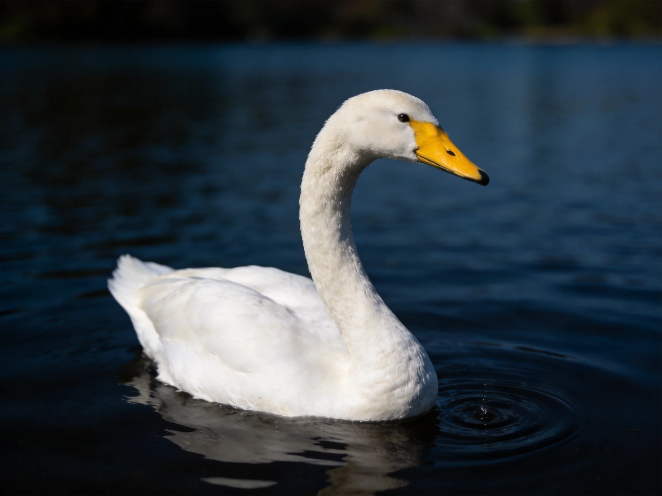 A white swan glides through calm, dark blue water
