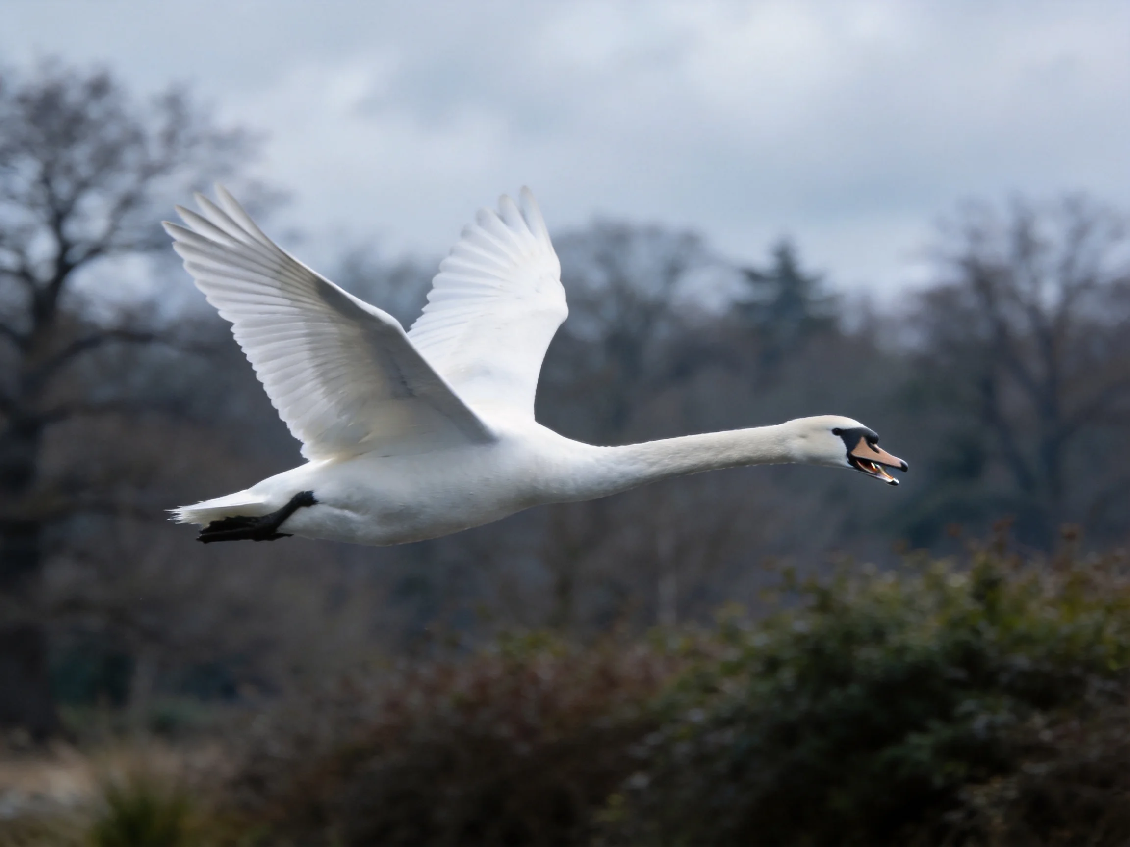 A white swan gliding mid-air with outstretched wings