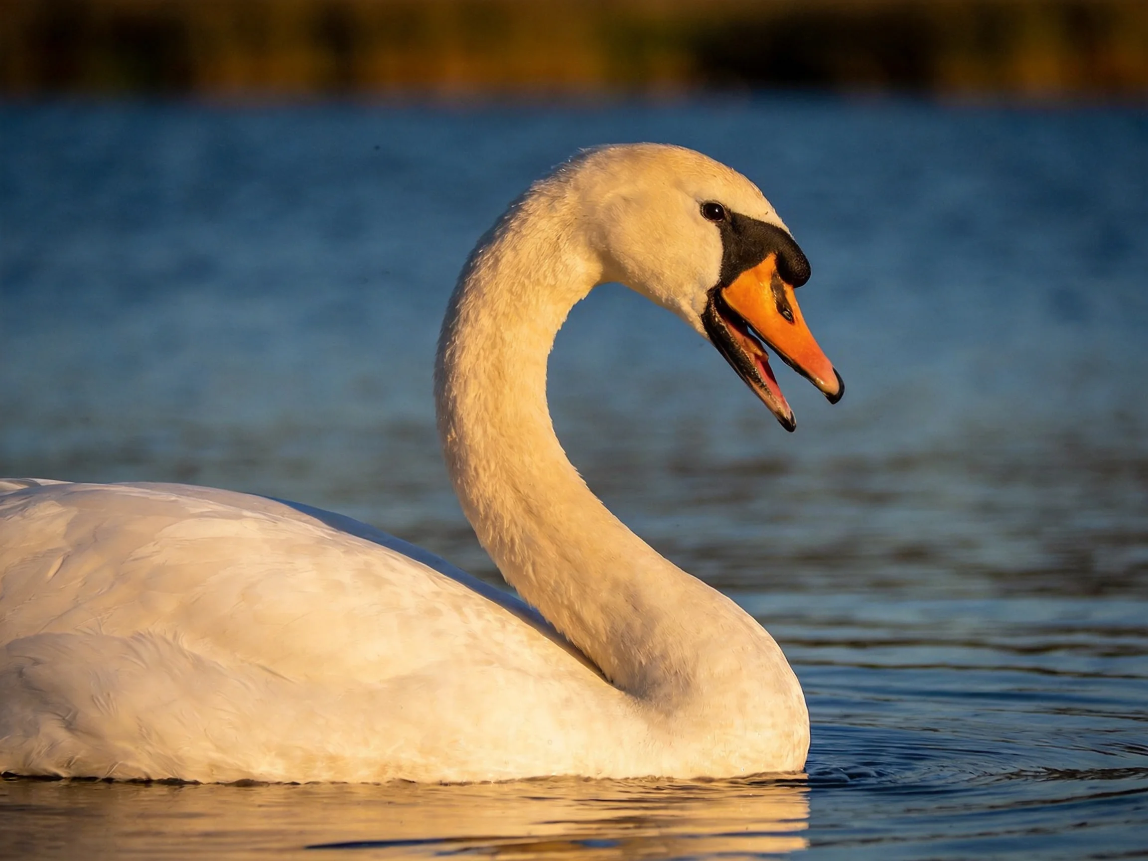 A white swan gliding on calm blue water
