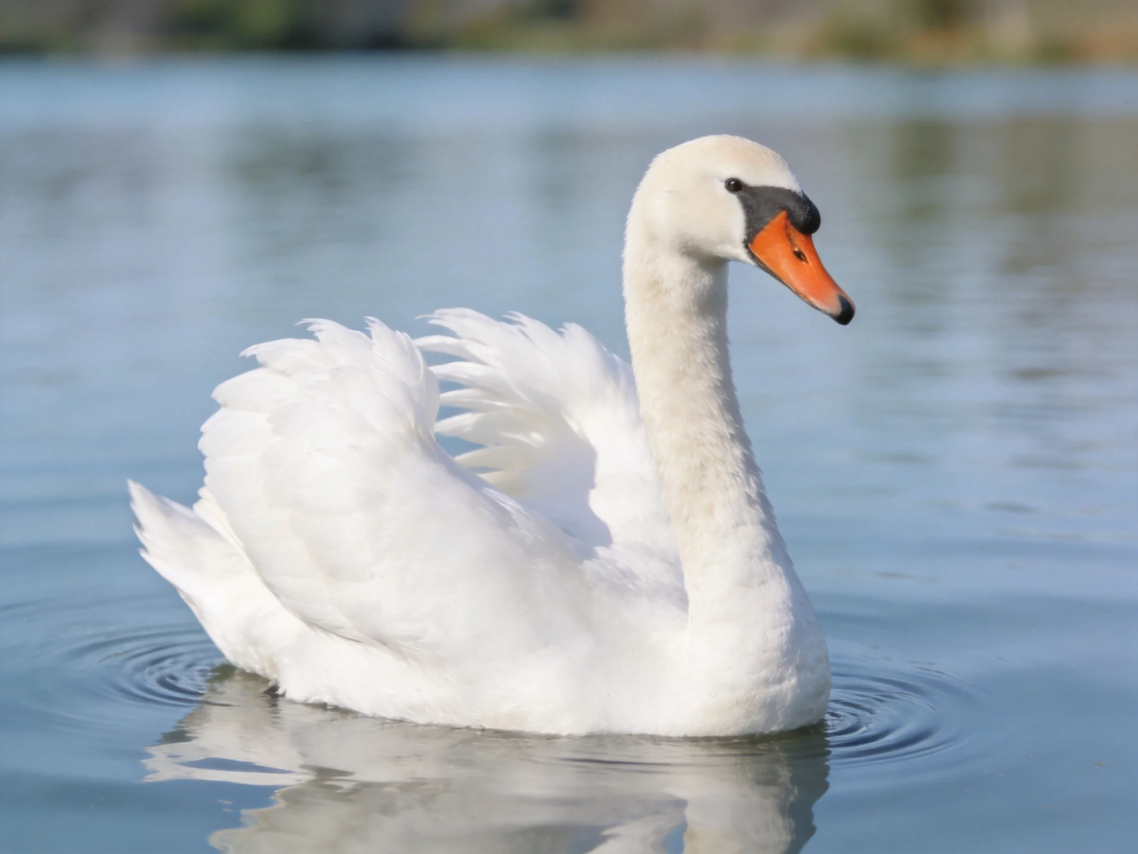 A white swan gliding on calm blue water