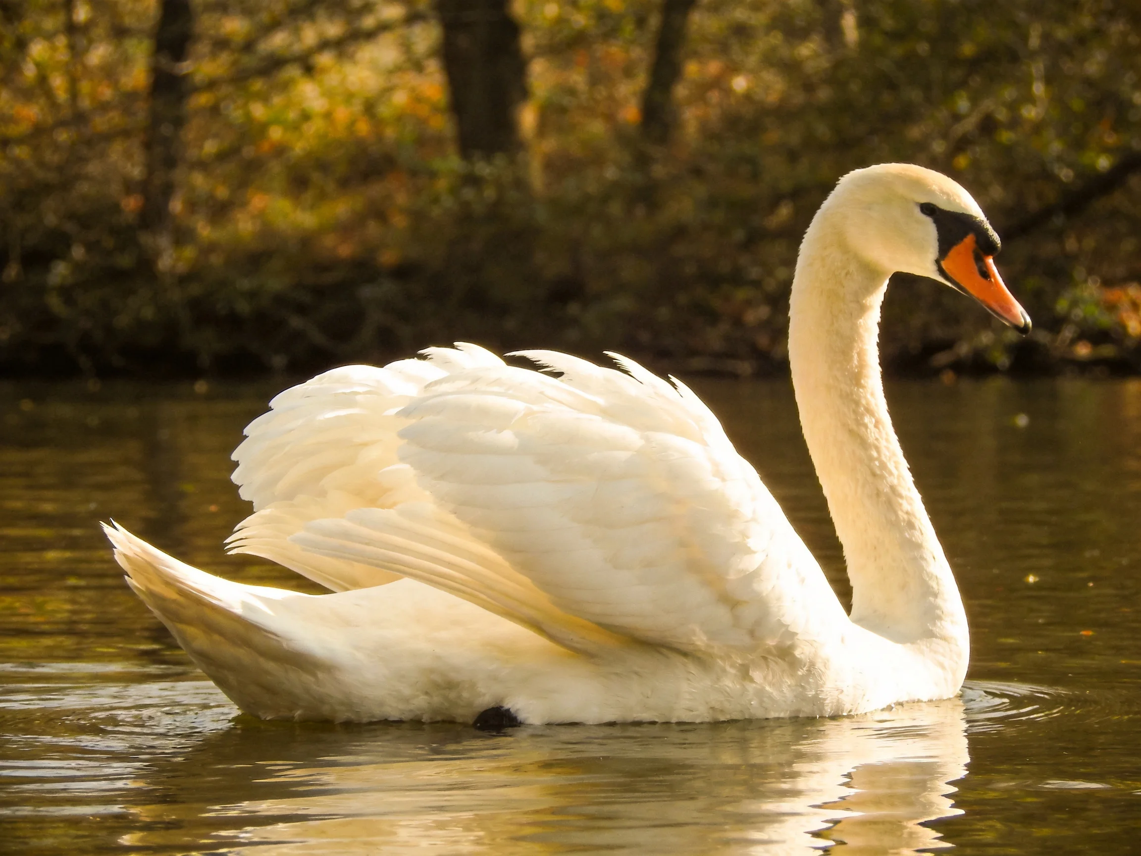 A white swan gliding on calm brown water near golden foliage