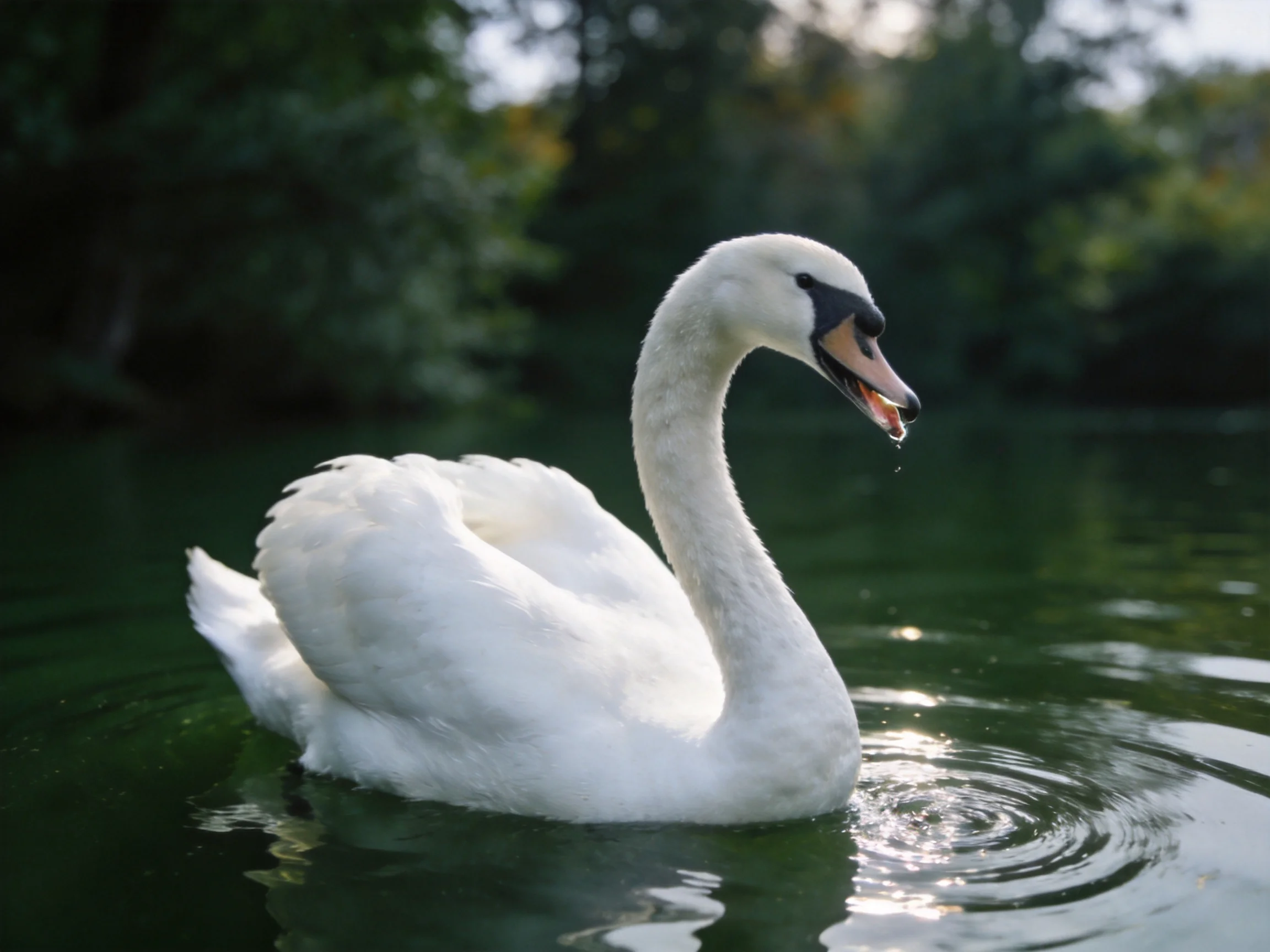 A white swan gliding on calm green water near dark foliage
