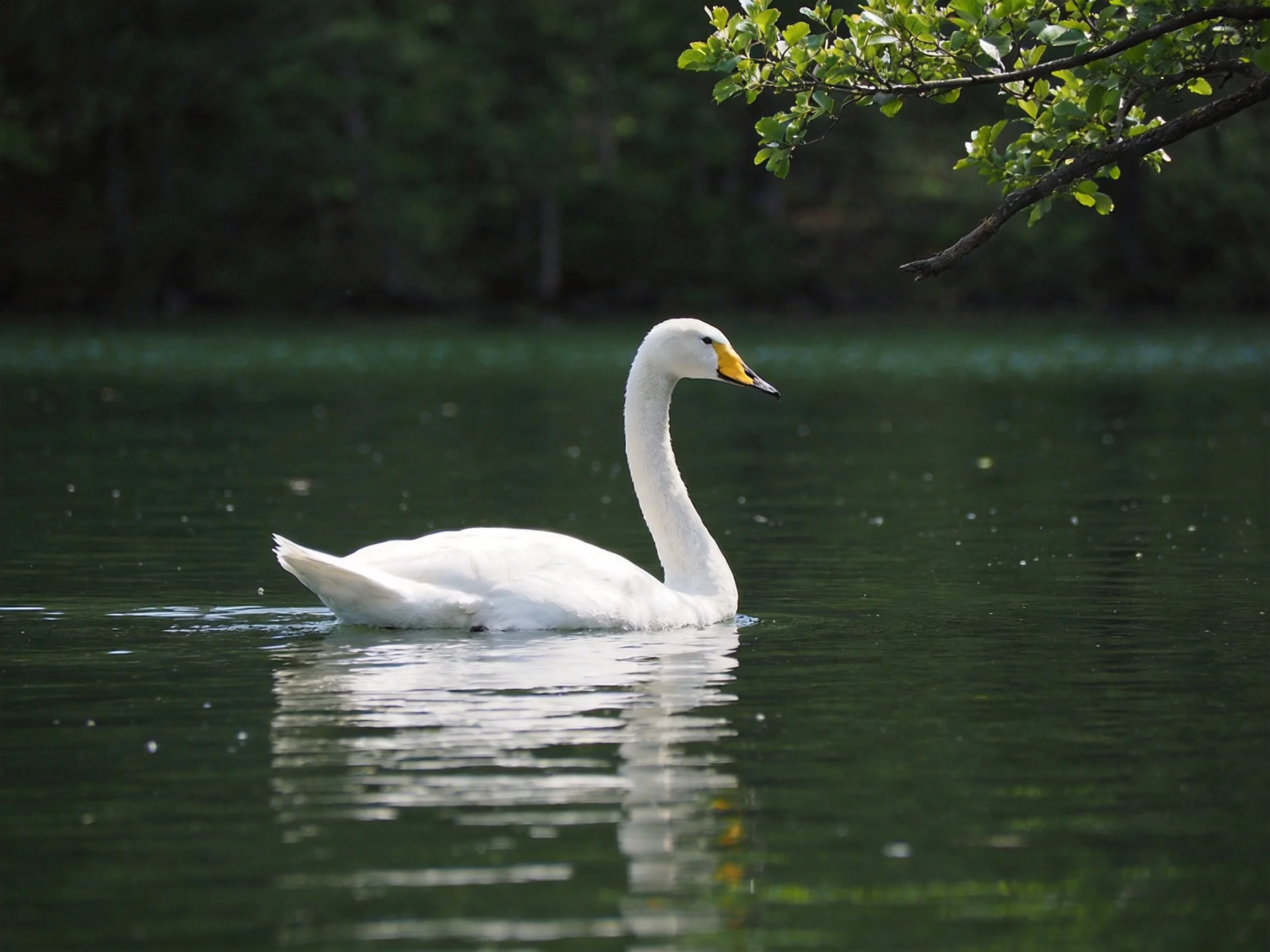 A white swan gliding on calm green water near leafy branches