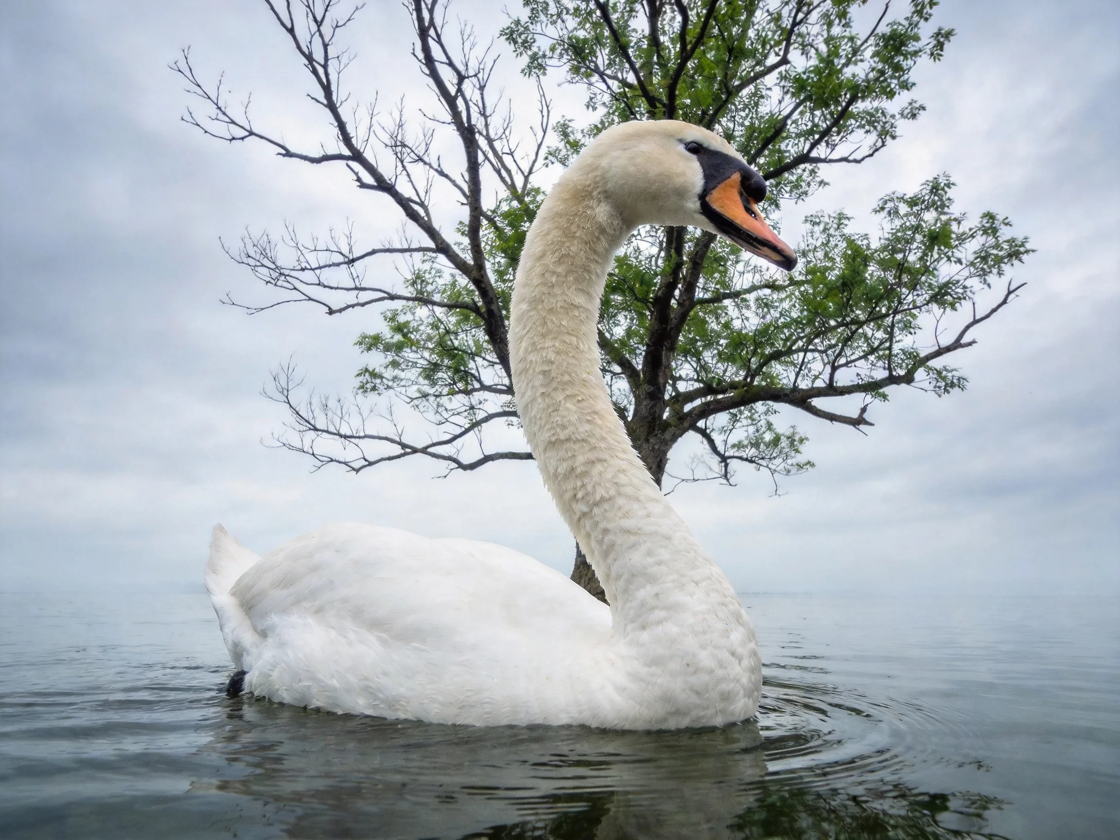A white swan gliding on calm water near a leafy tree