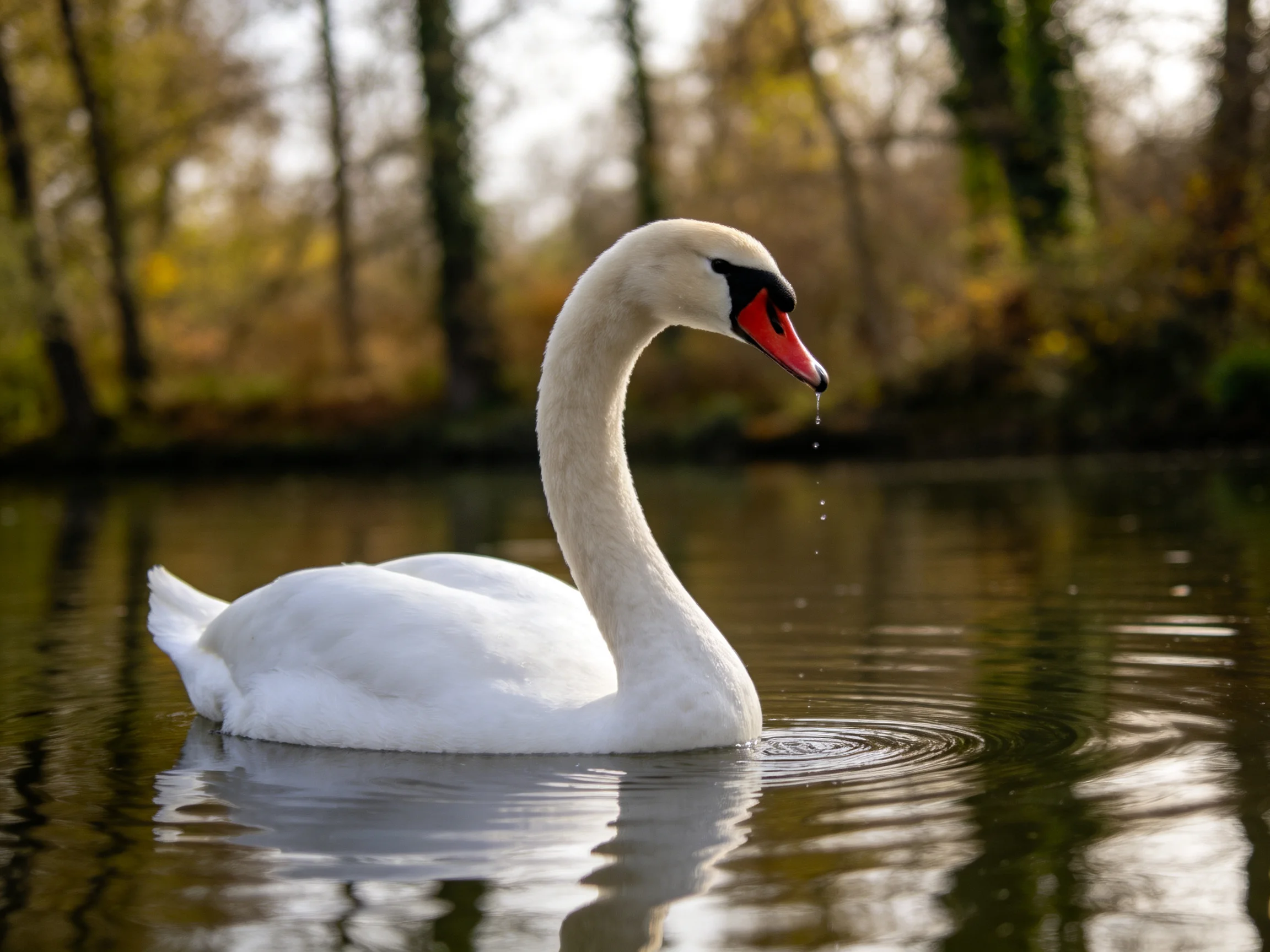 A white swan gliding on calm water near autumnal trees