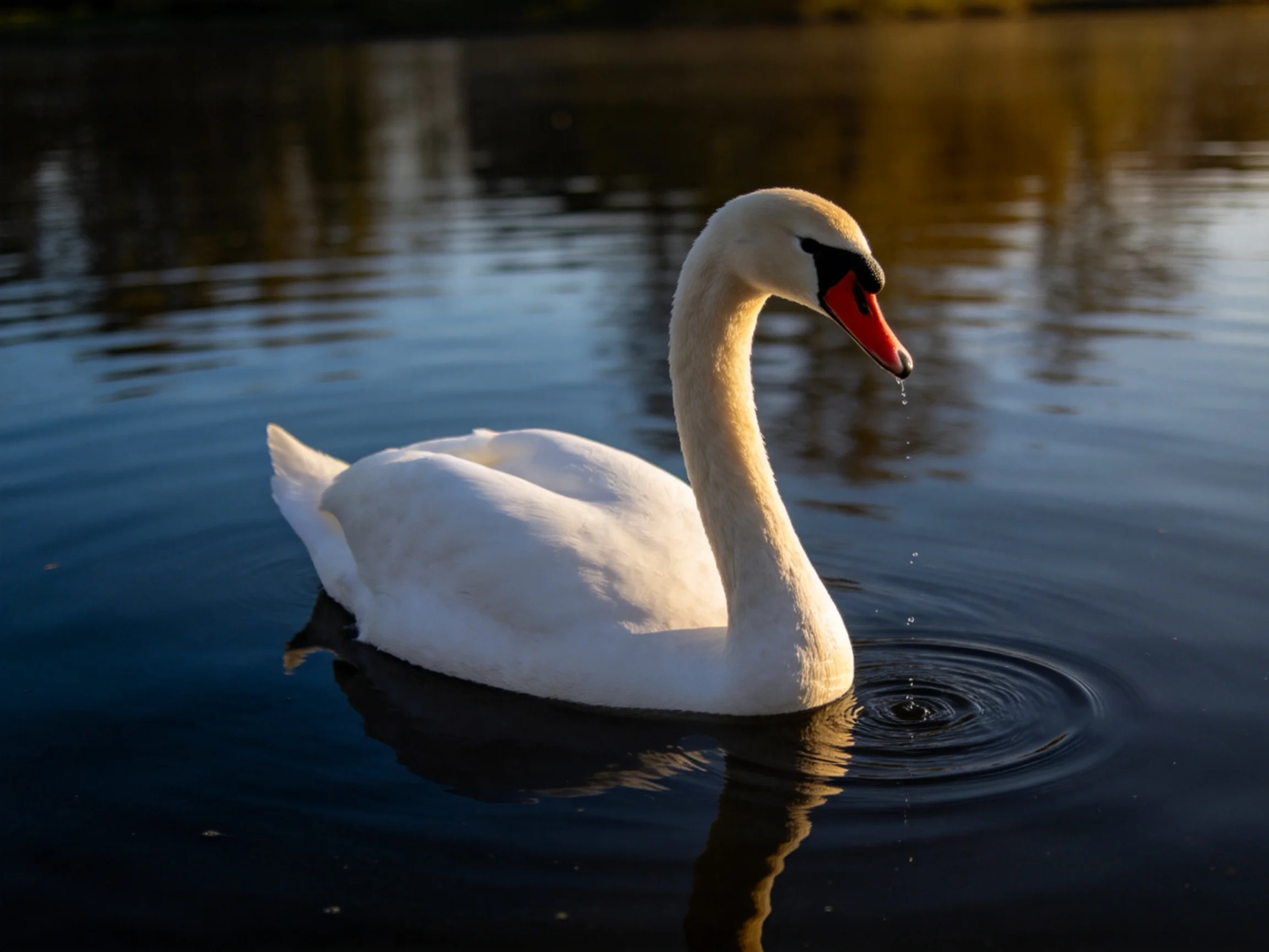 A white swan gliding on dark blue water with a bright red beak
