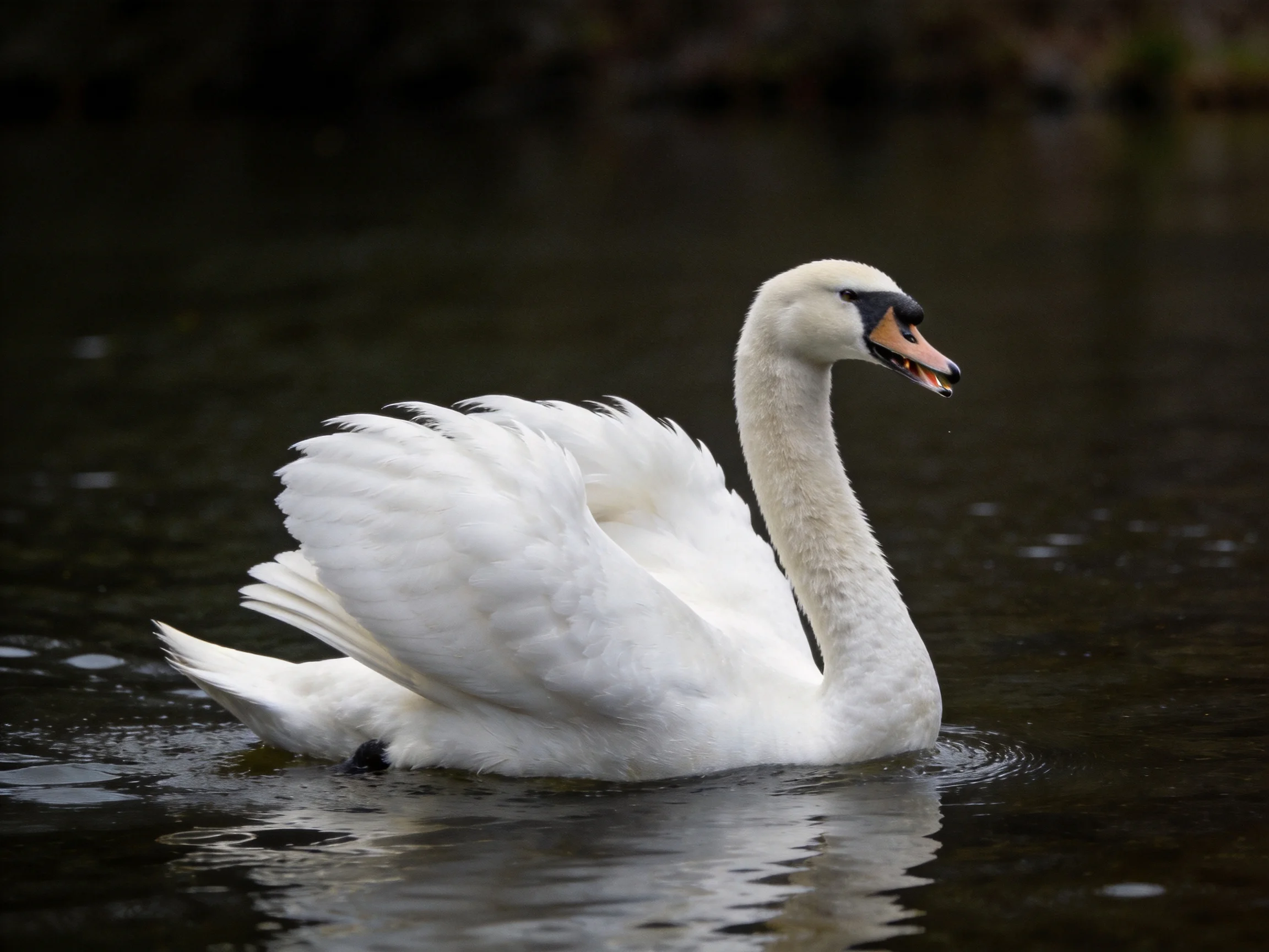 A white swan gliding on dark, calm water