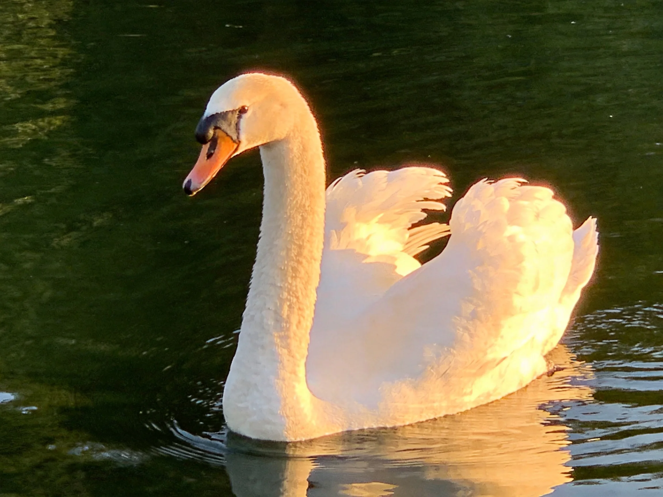 A white swan gliding on dark green water at sunset