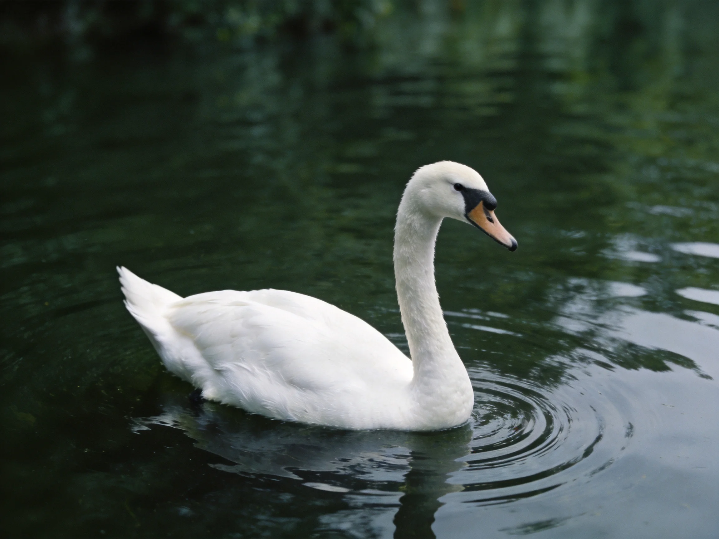 A white swan gliding on dark green water