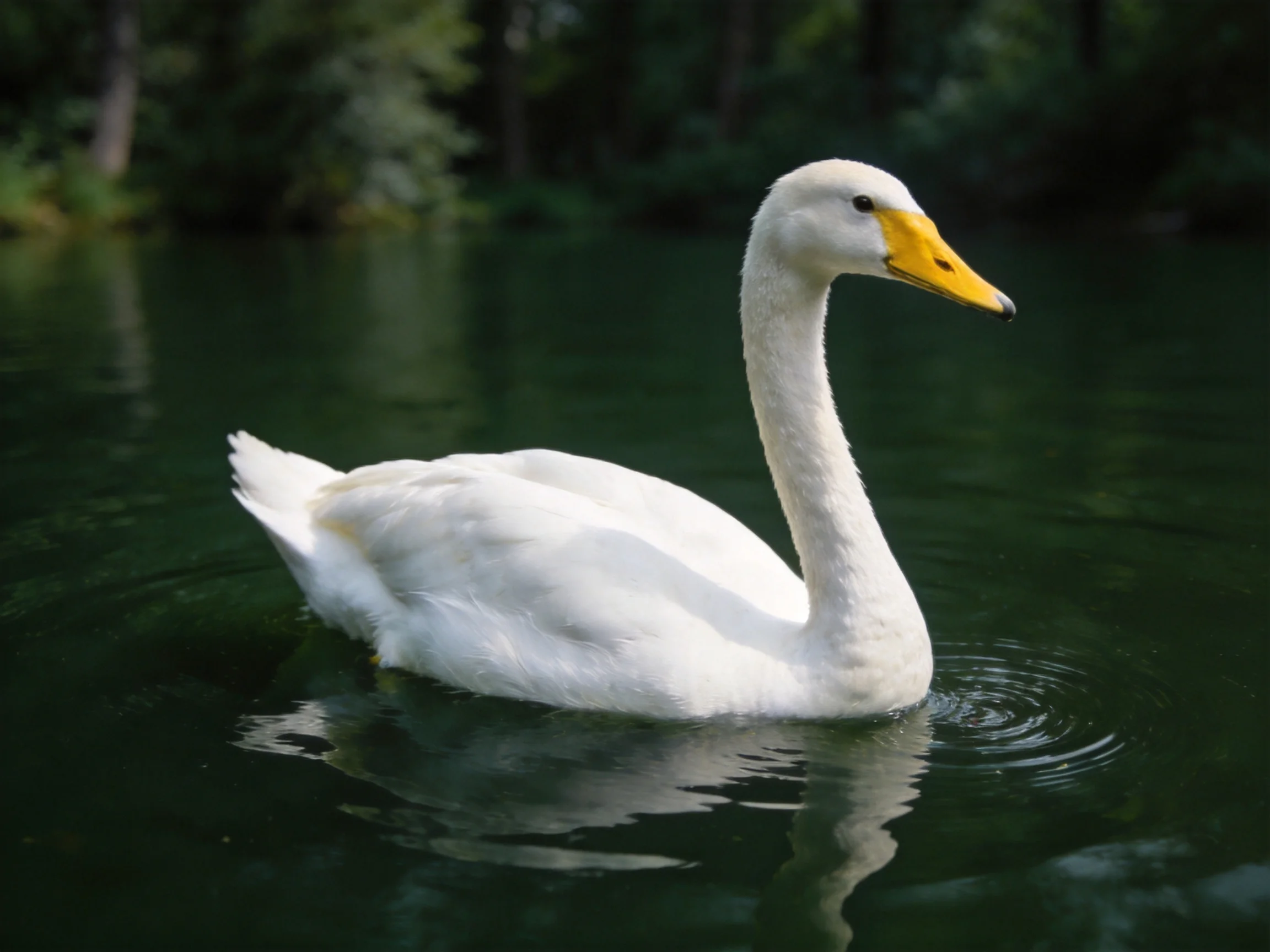 A white swan gliding on dark green water near trees