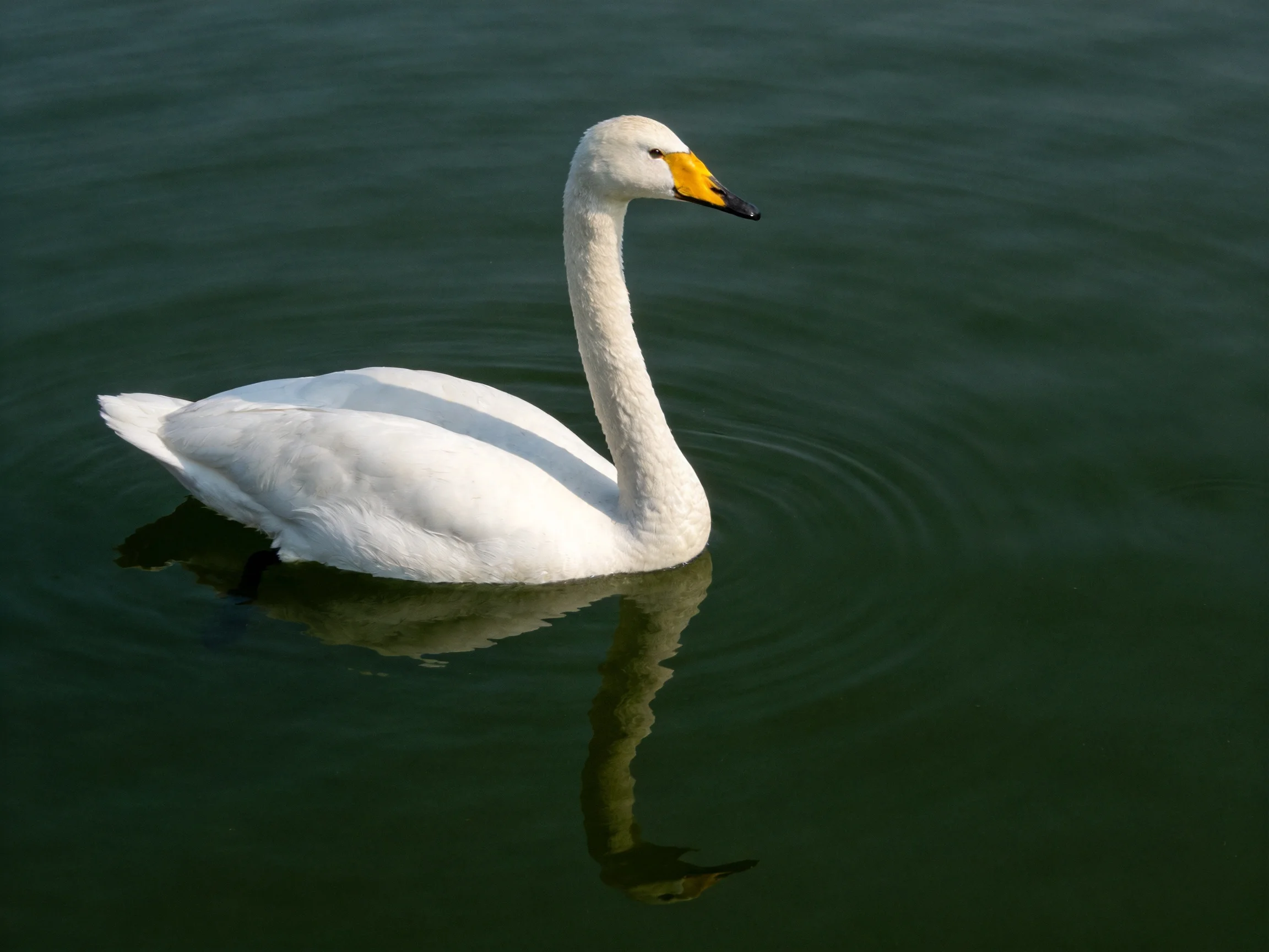 A white swan gliding on dark green water with yellow beak