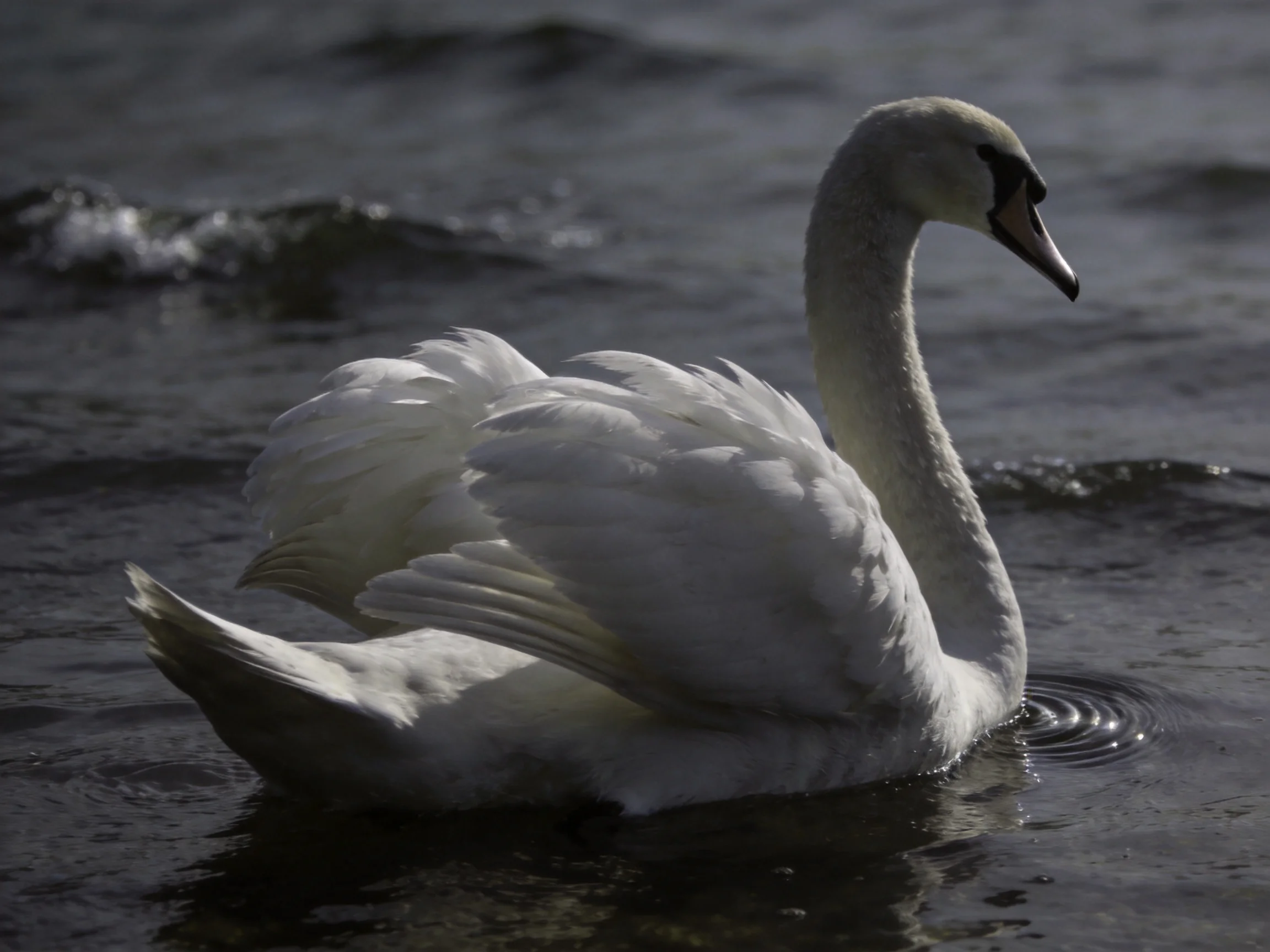 A white swan gliding on dark, rippling water