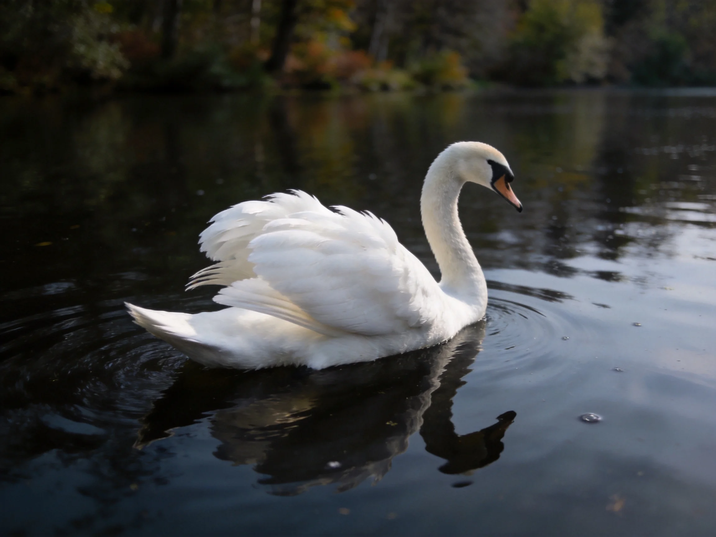 A white swan gliding on dark water near autumnal trees