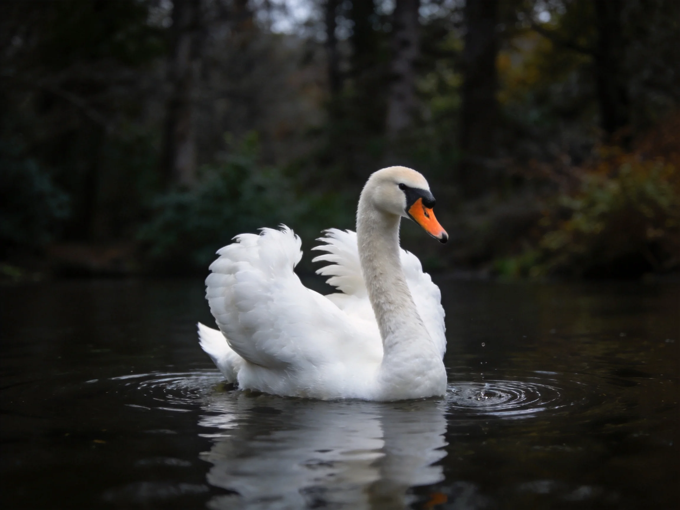 A white swan gliding on dark water near wooded area