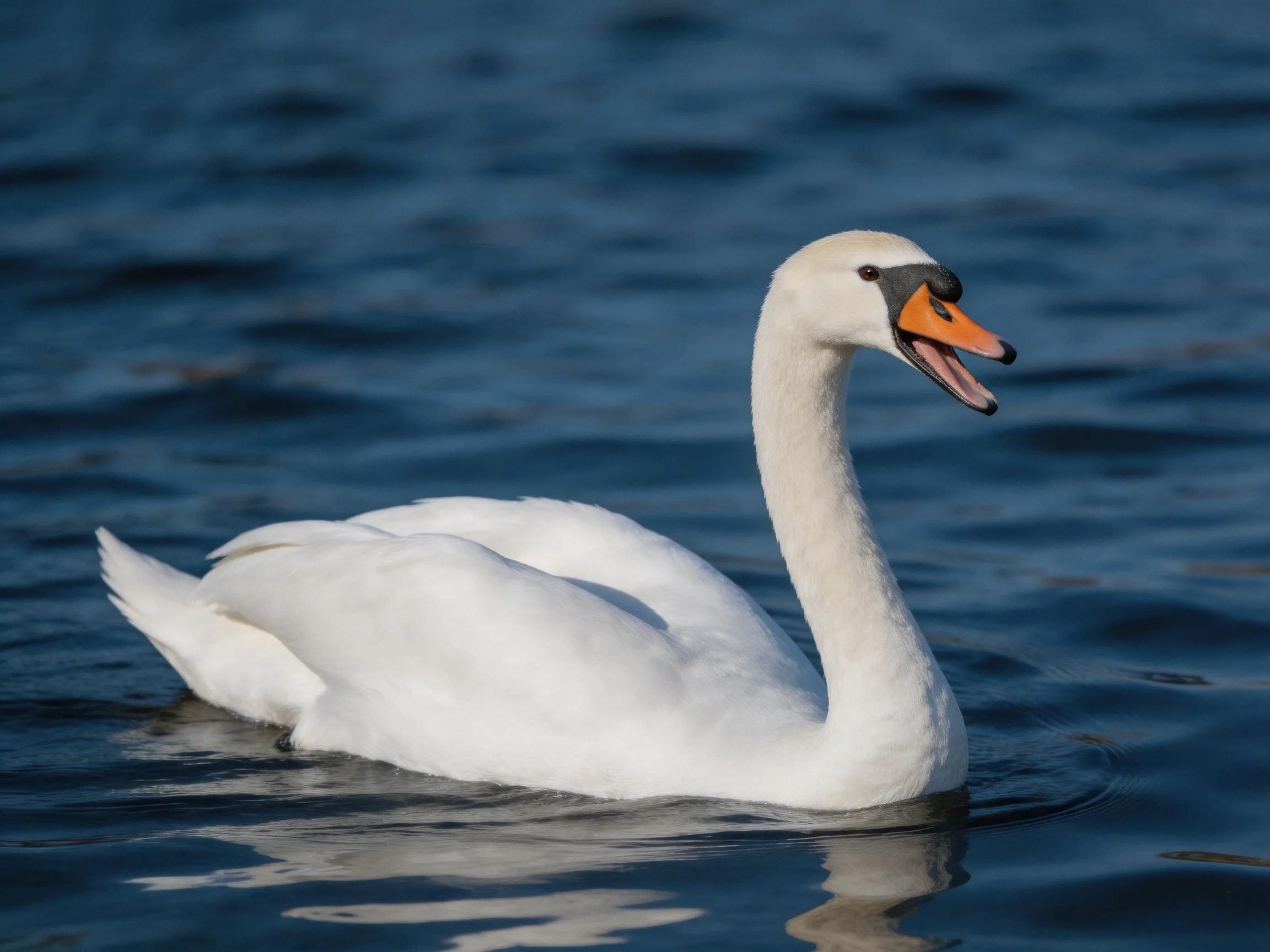 A white swan gliding on deep blue water