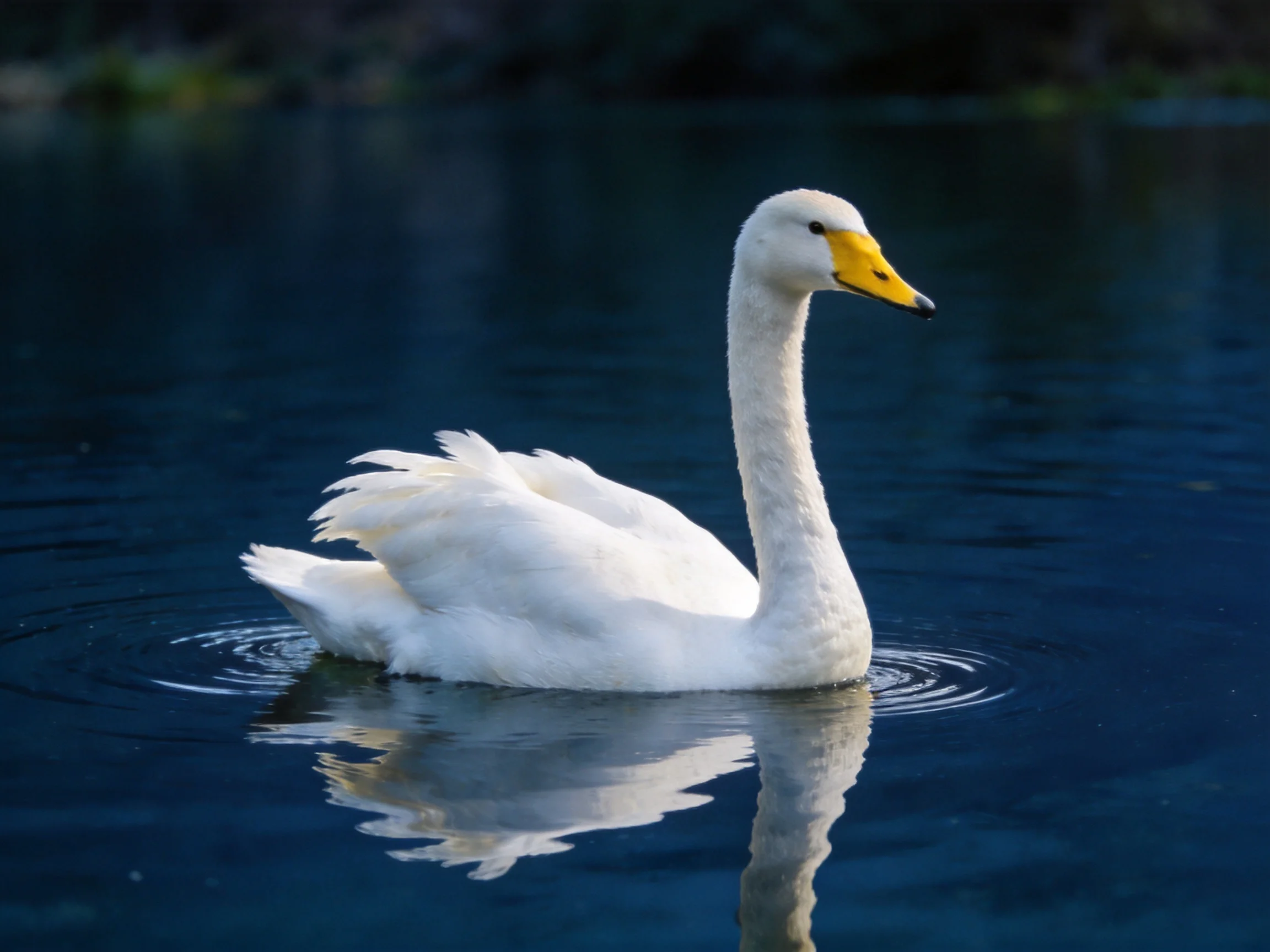 A white swan gliding on deep blue water with a bright yellow beak