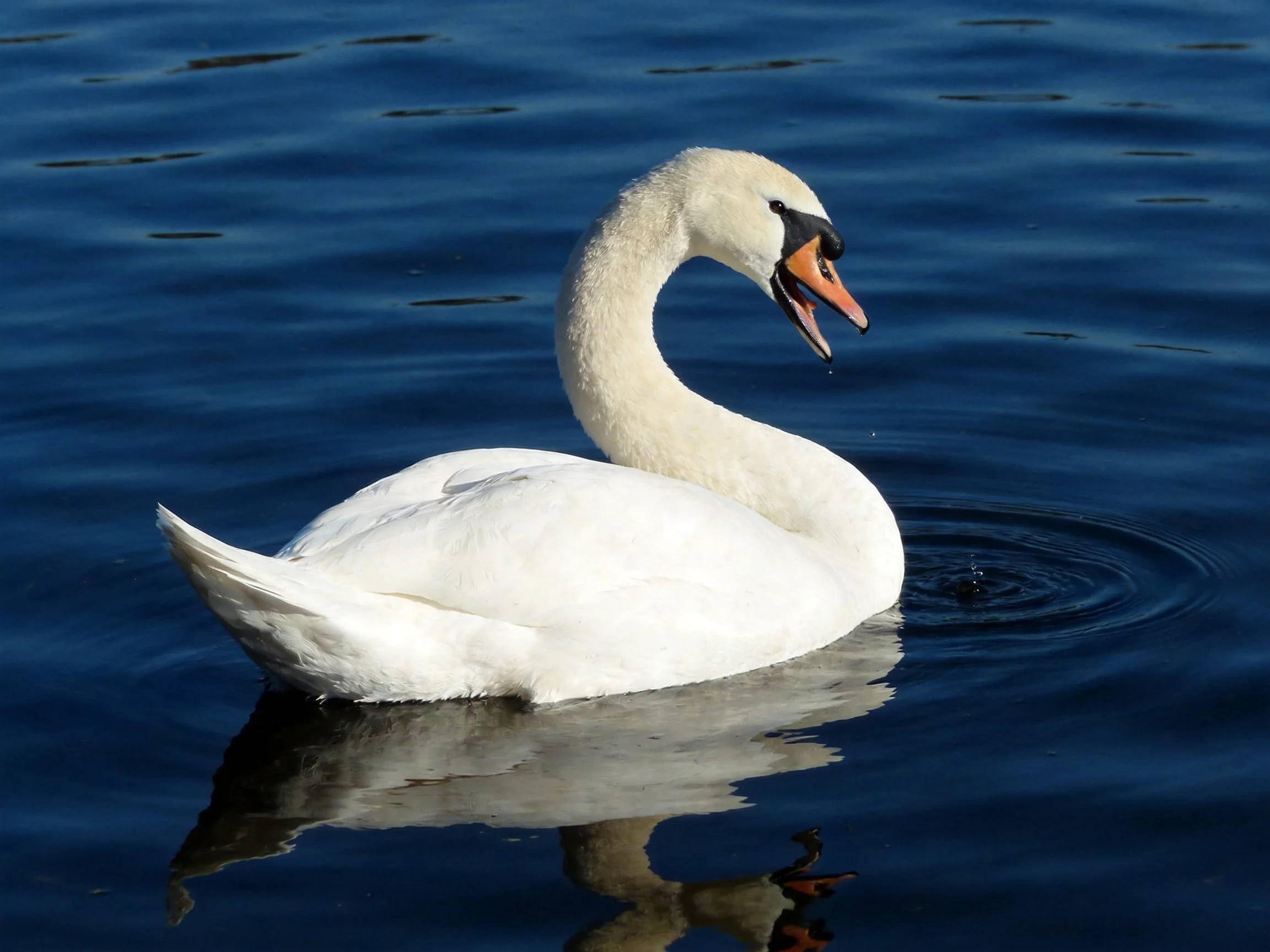 A white swan gliding on deep blue water with an open beak