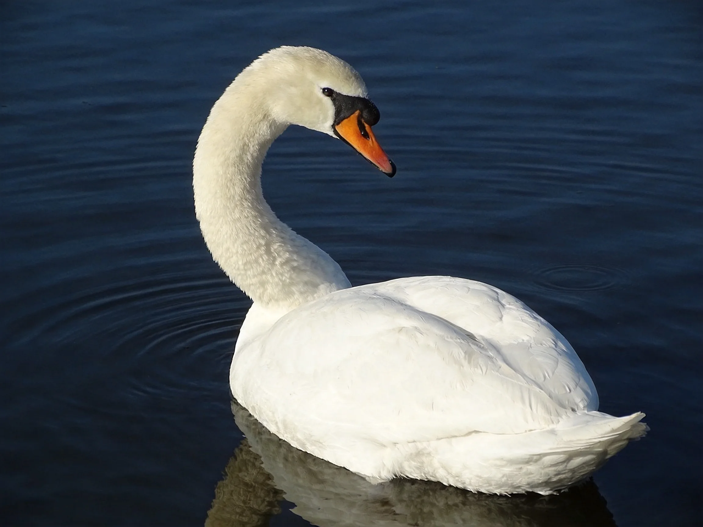 A white swan gliding on deep blue water with an orange beak