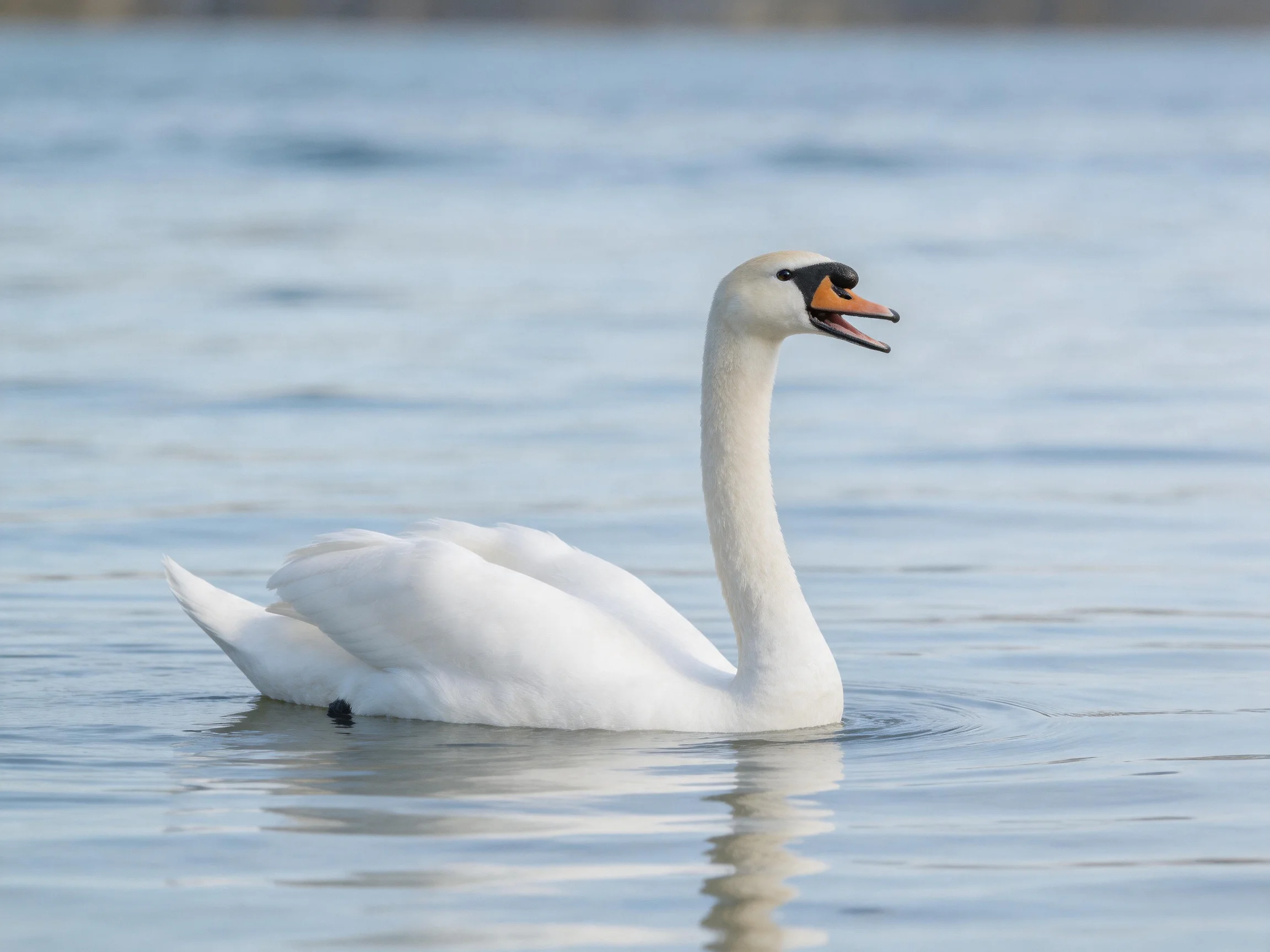 A white swan gliding on serene blue water