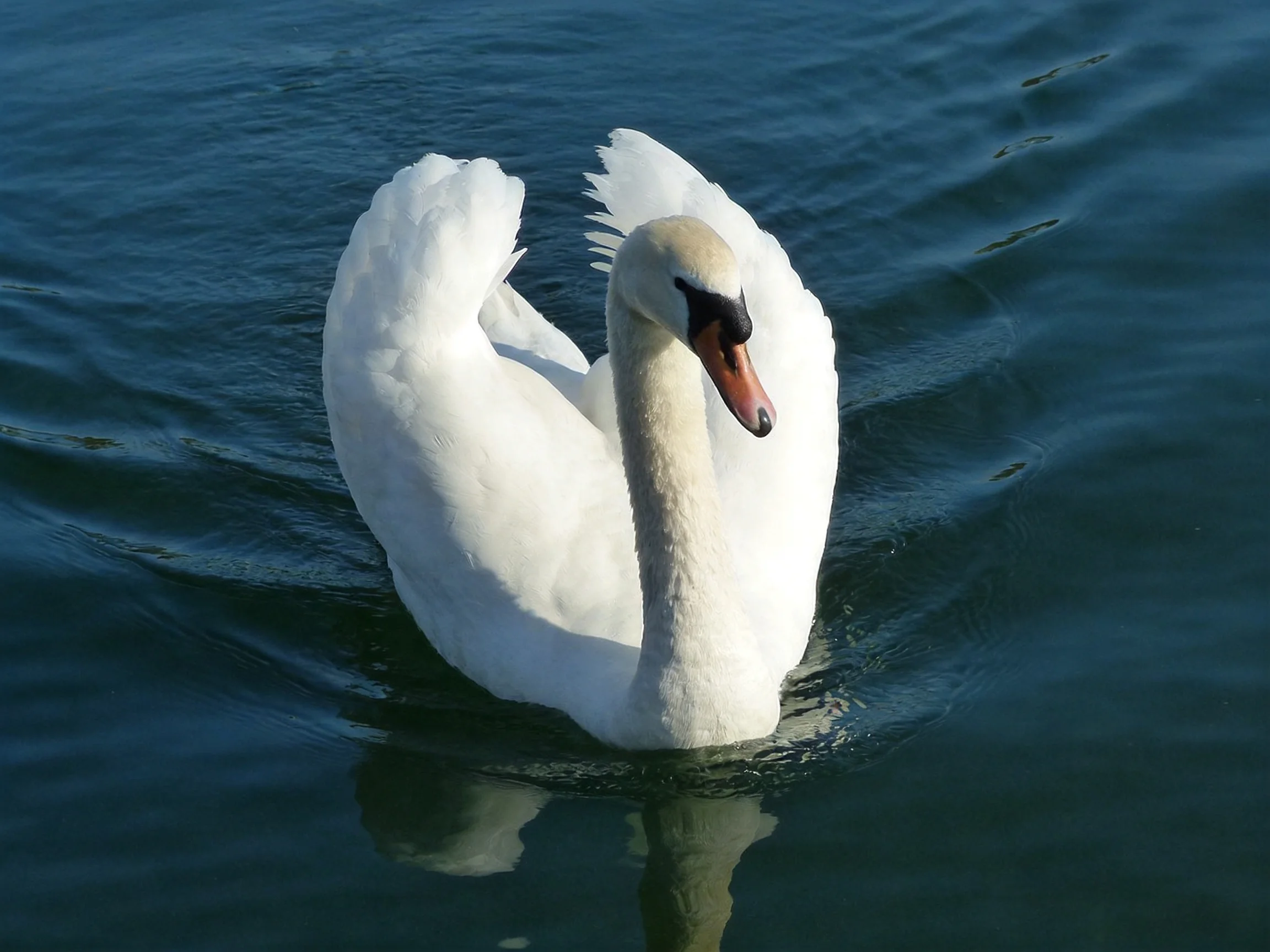 A white swan gliding serenely over dark blue water